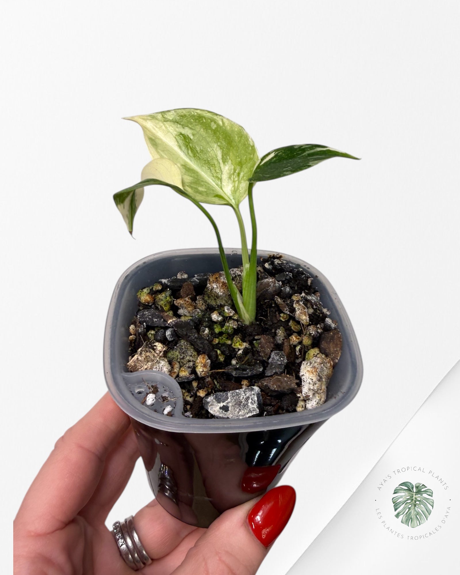 Monstera Thai Constellation Creme Brûlée