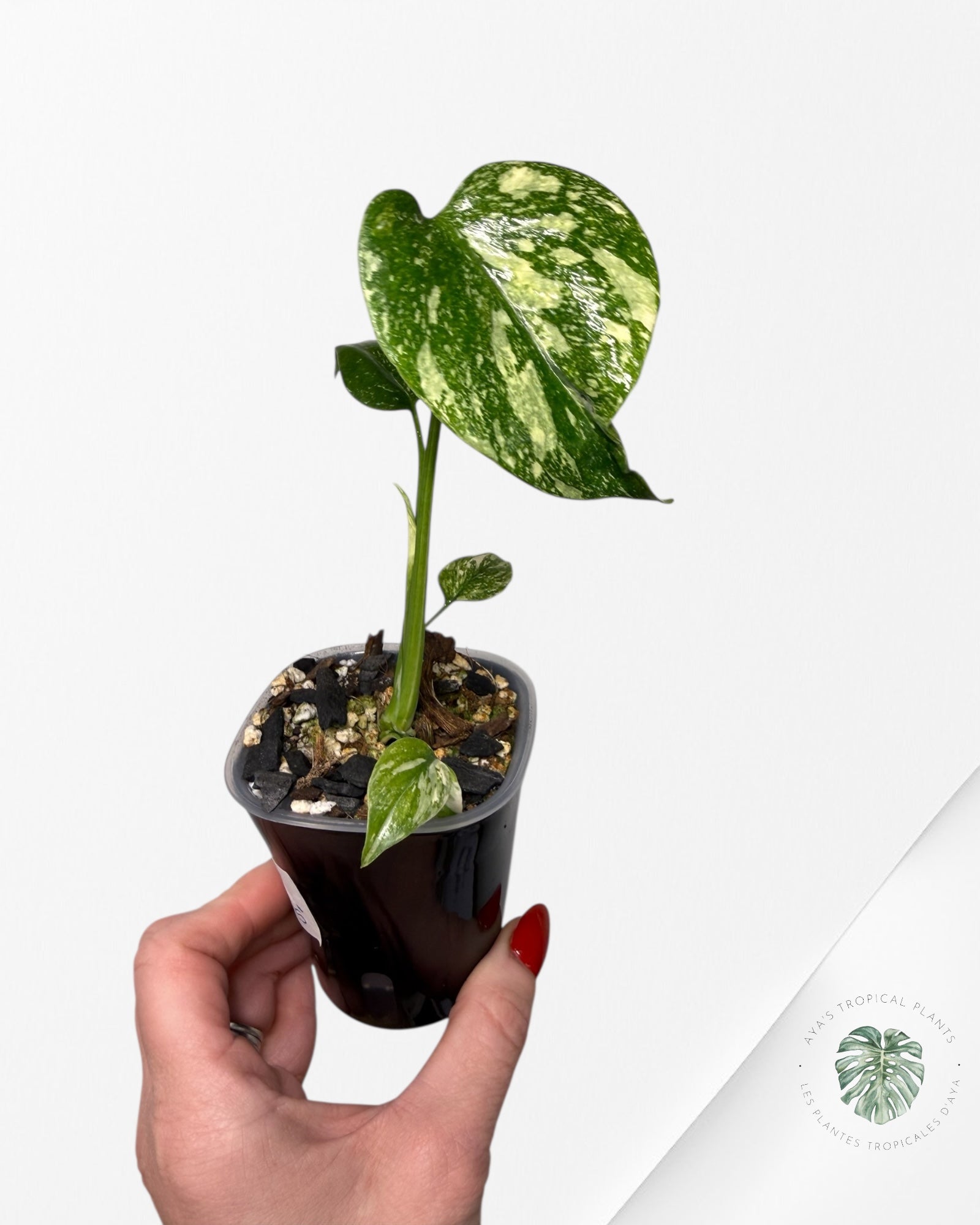 Monstera Thai Constellation Creme Brûlée