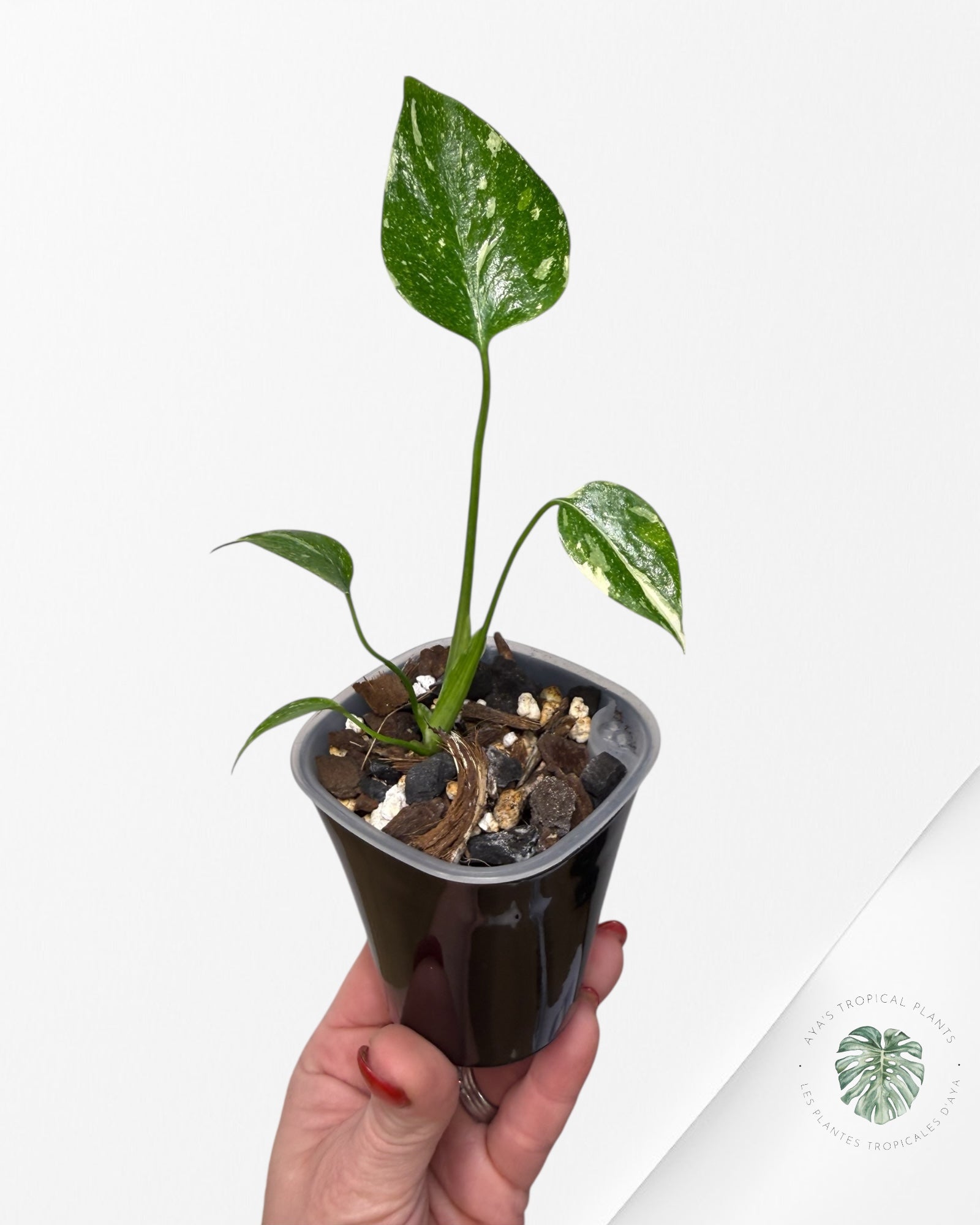 Monstera Thai Constellation Creme Brûlée