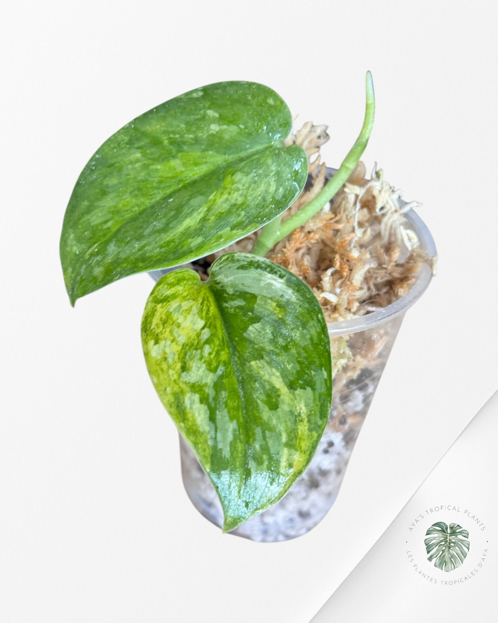Scindapsus Radjatapura-DI2
