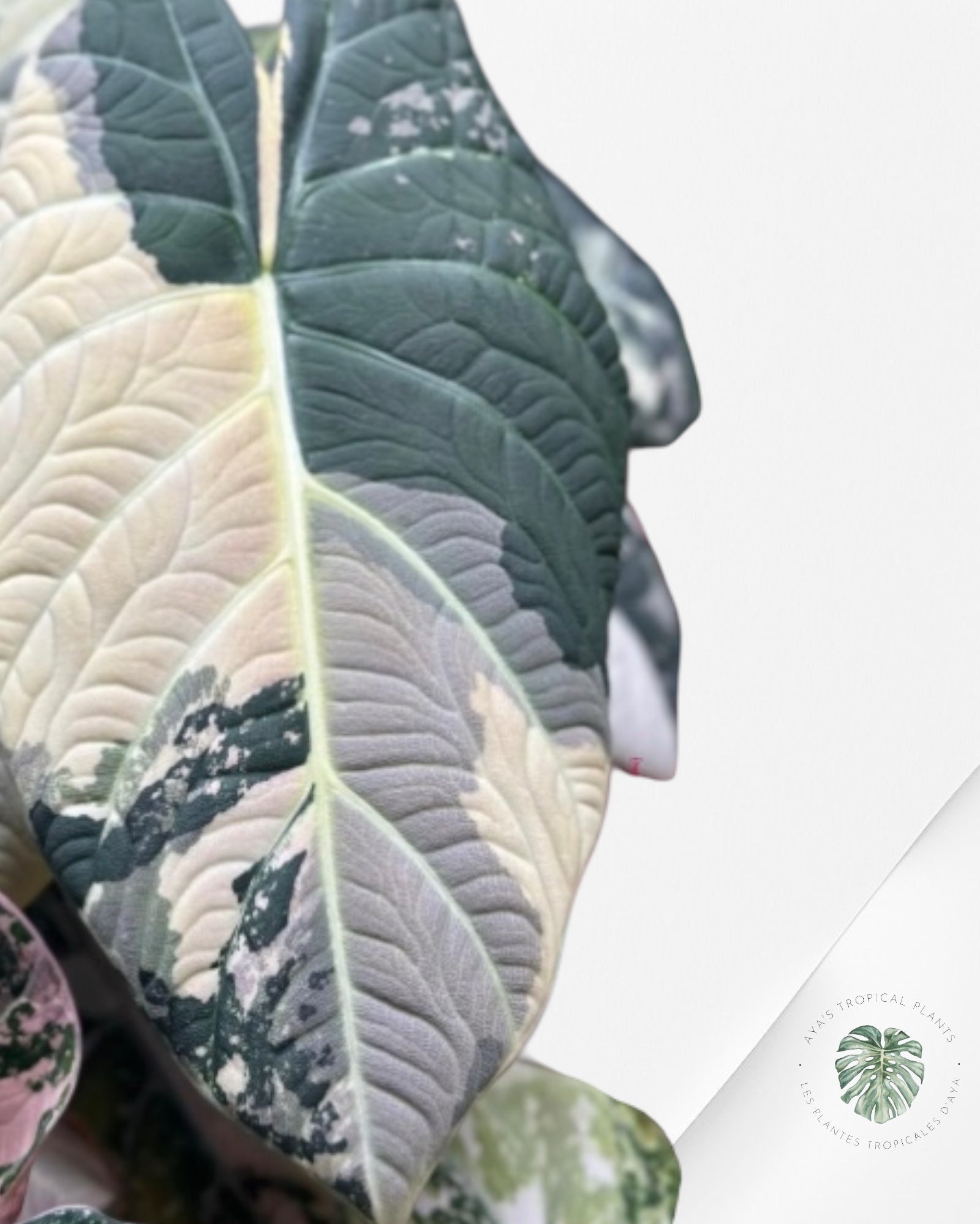 Alocasia Maharani panaché - TC4