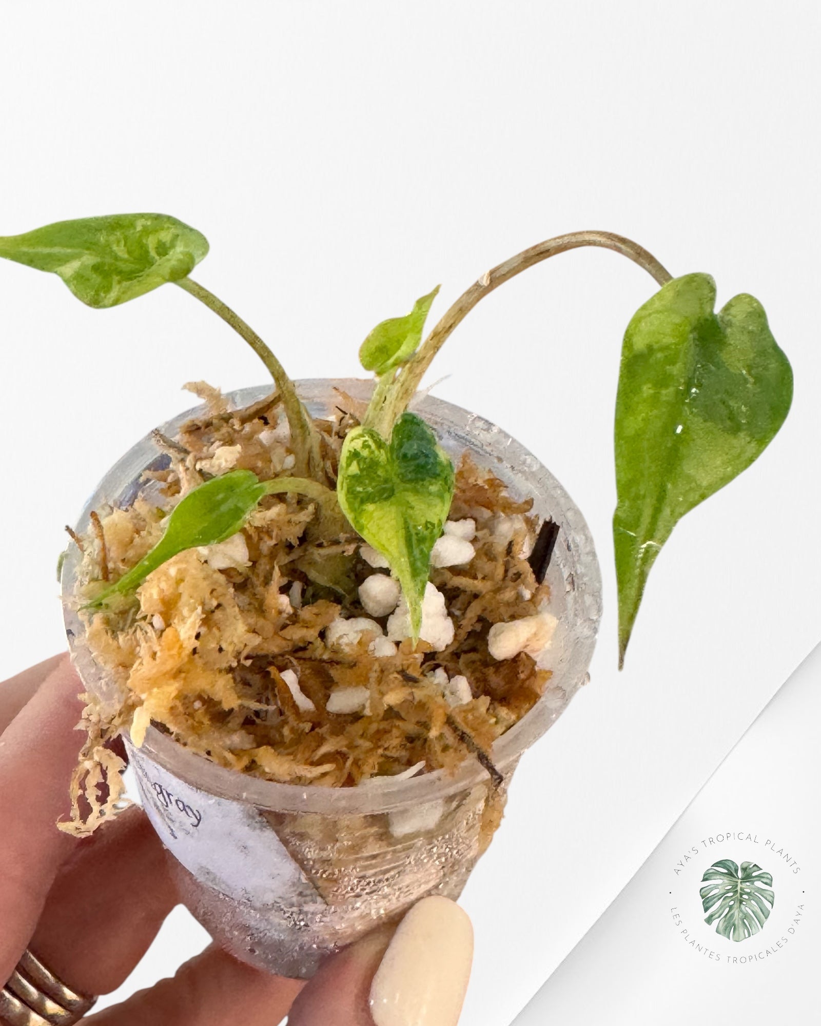 Alocasia Stingray panachée (aurea) - TC3