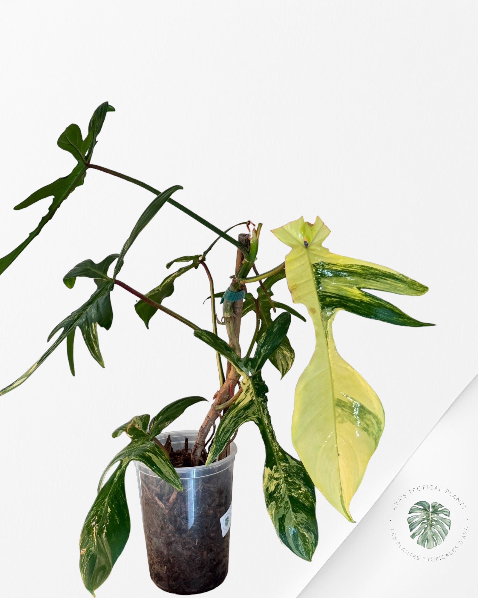 Philodendron Floride Beauté - V213