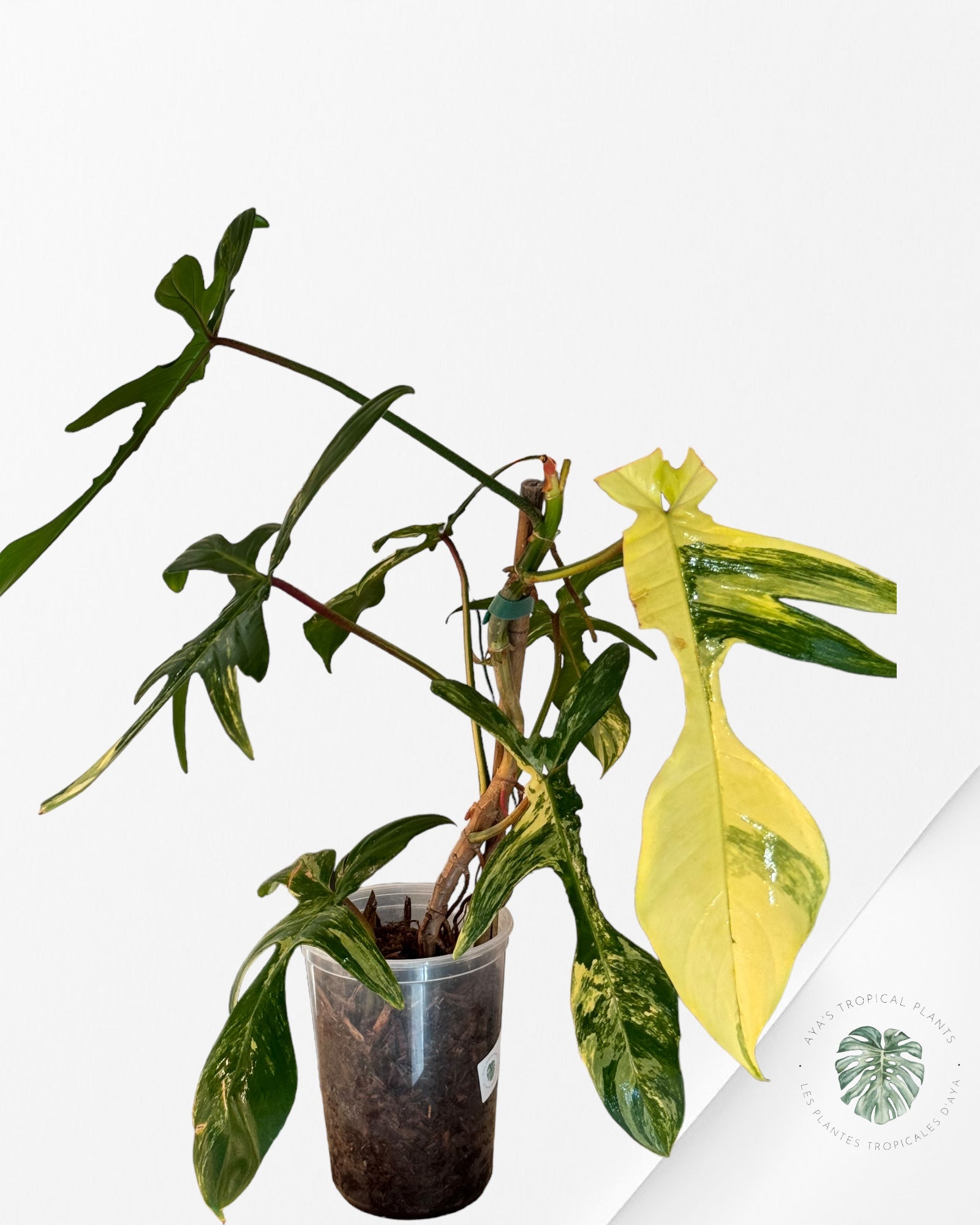 Philodendron Floride Beauté - V213