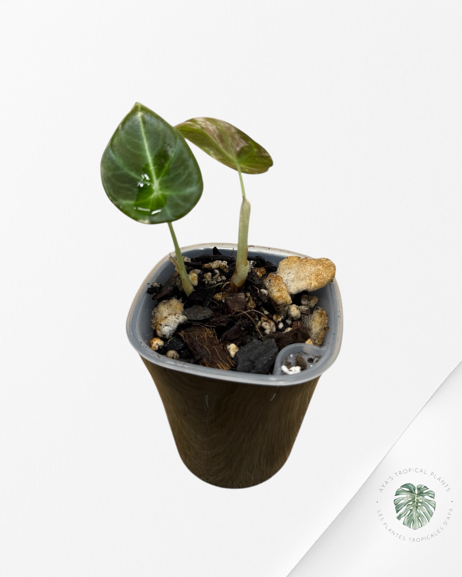 Alocasia Black Velvet Pink Variegated