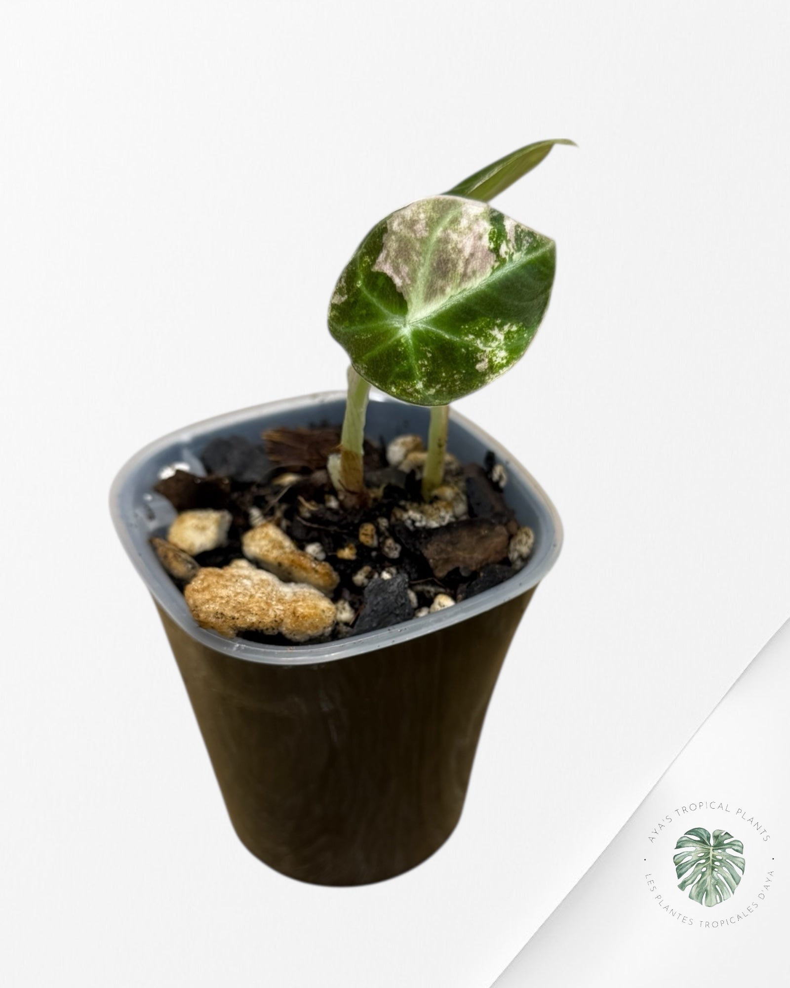 Alocasia Black Velvet Pink Variegated