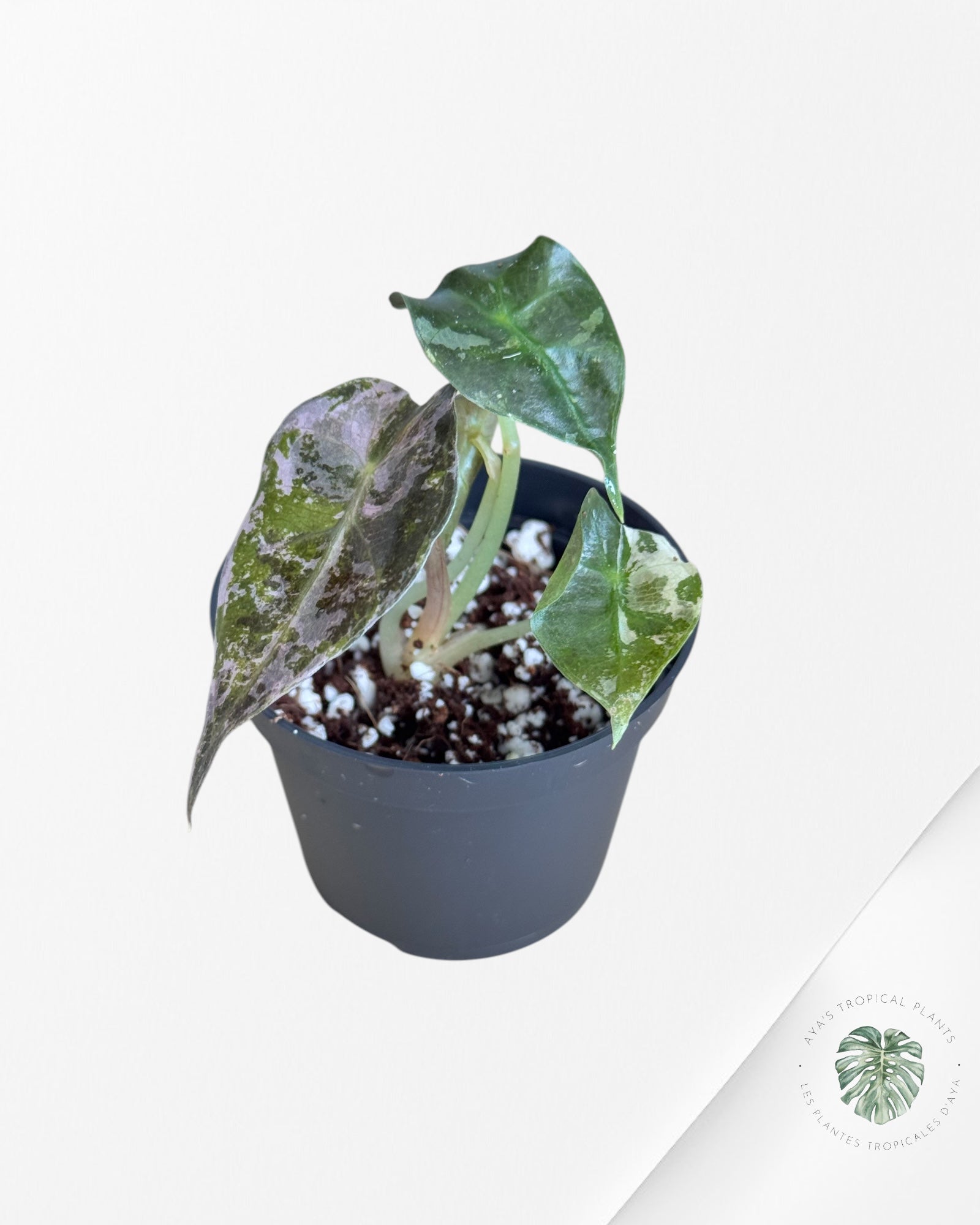 Alocasia Polly Variegata (Pink A Grade）- DI1