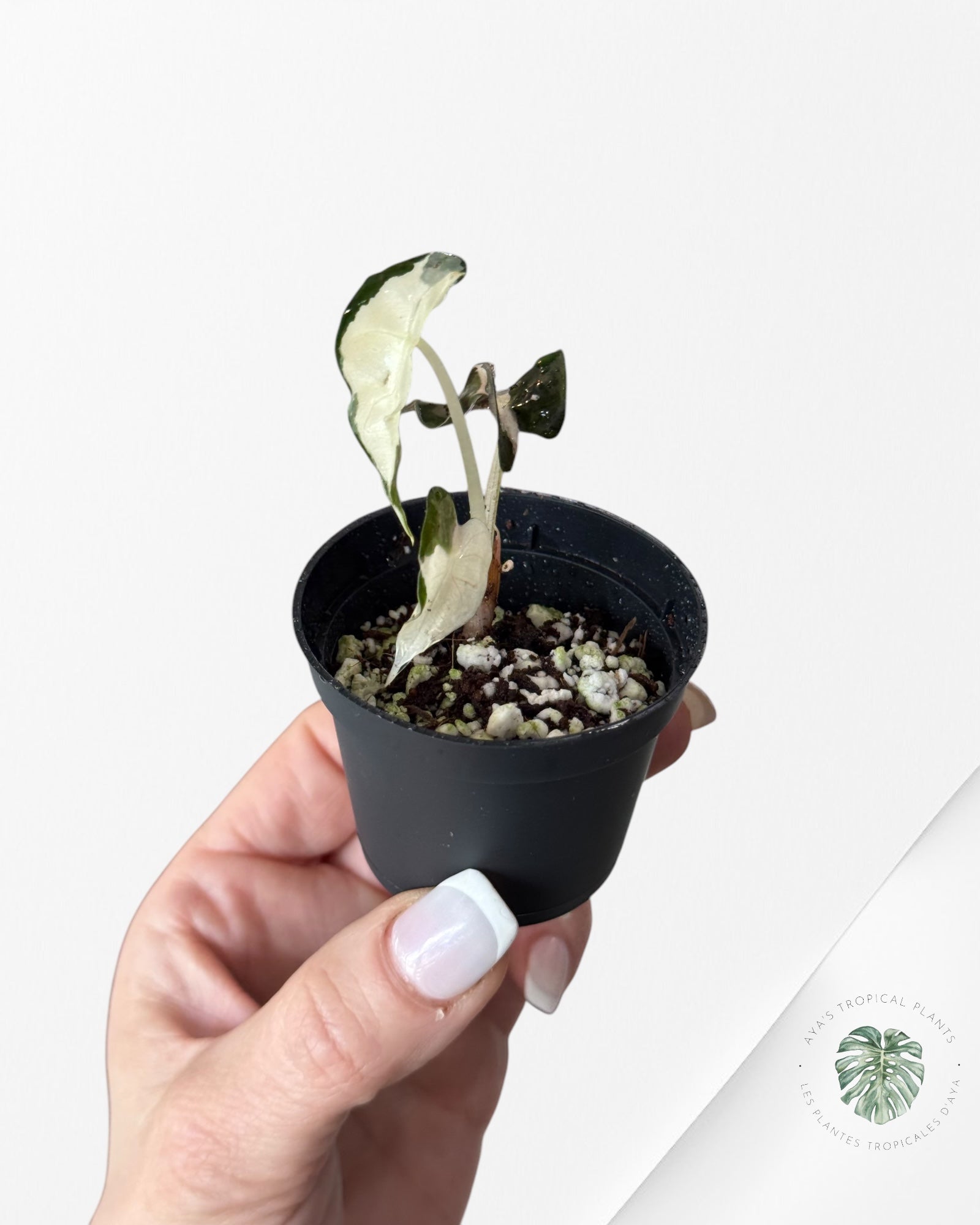 Alocasia Polly Variegata (Pink A Grade）- DI3