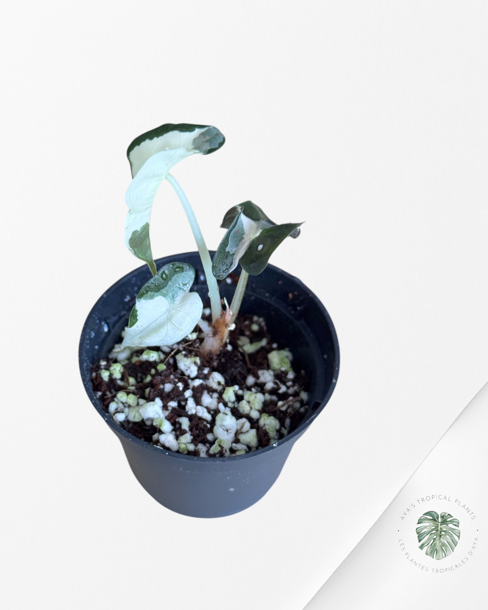 Alocasia Polly Variegata (Pink A Grade）- DI3