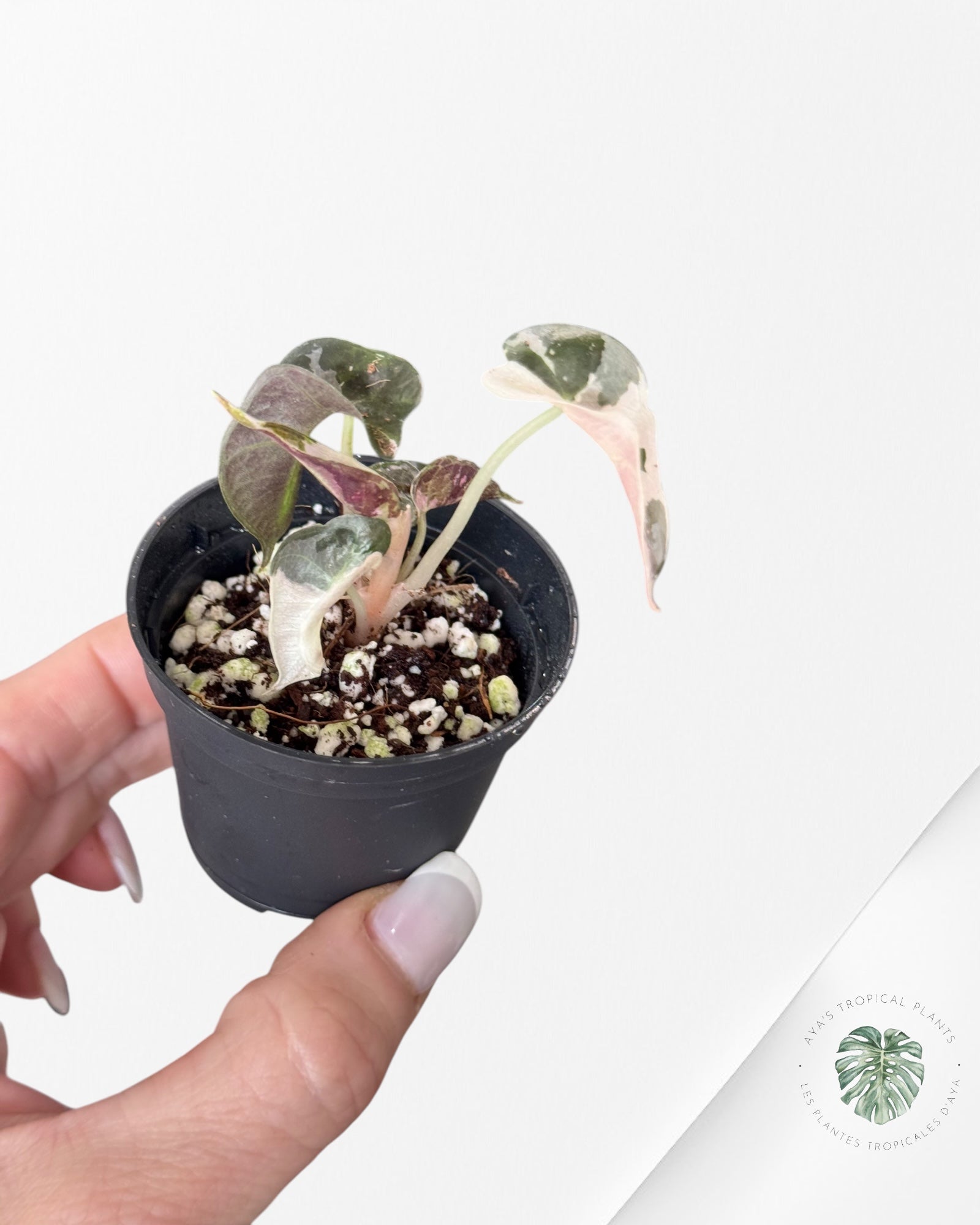 Alocasia Polly Variegata (Pink A Grade）- DI2