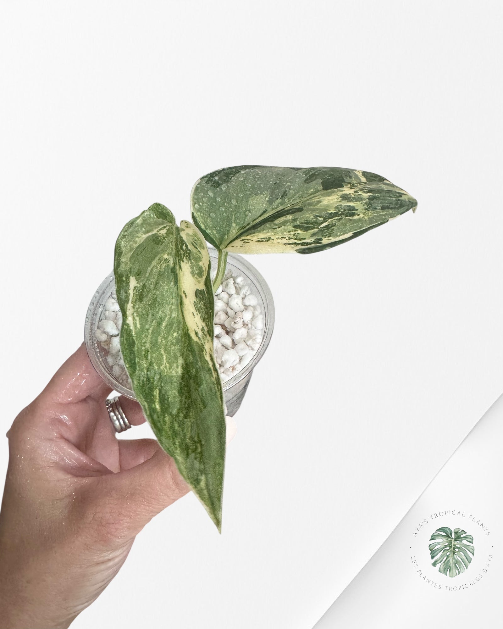 Scindapsus peasun - FA
