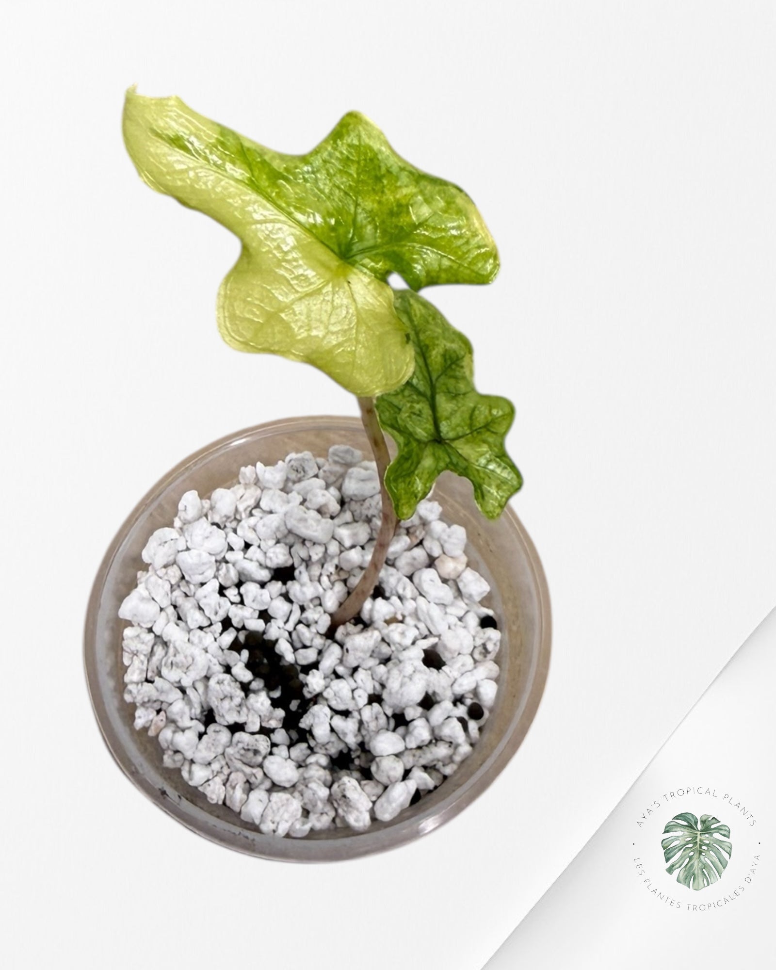 Alocasia Jacklyn Mystic Variegated