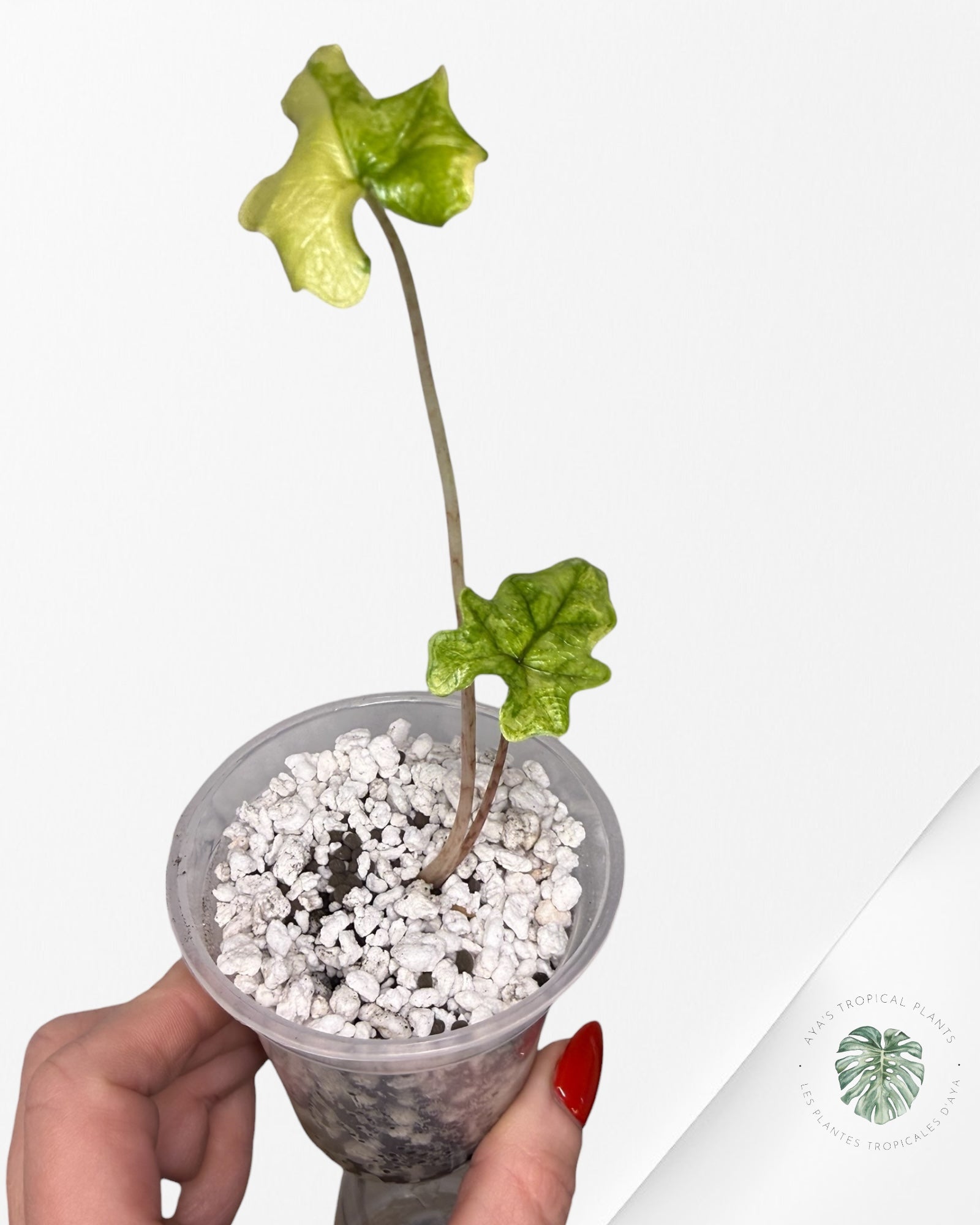 Alocasia Jacklyn Mystic Variegated