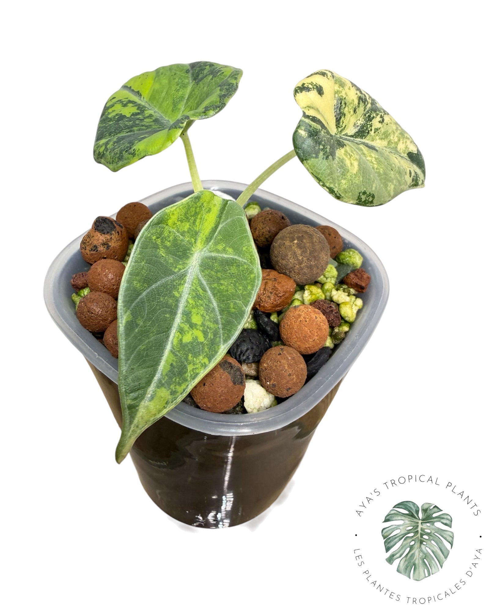 Alocasia Maharani Golden Lime