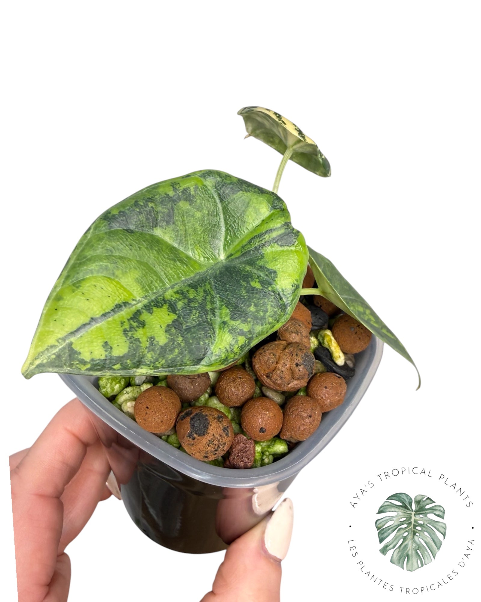 Alocasia Maharani Golden Lime