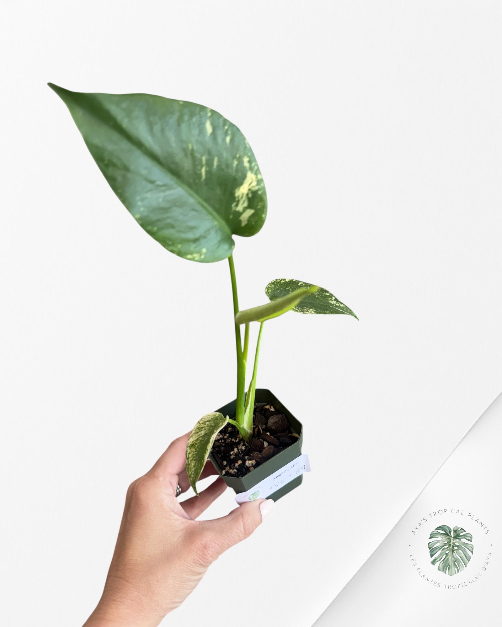 Monstera Menthe - V6
