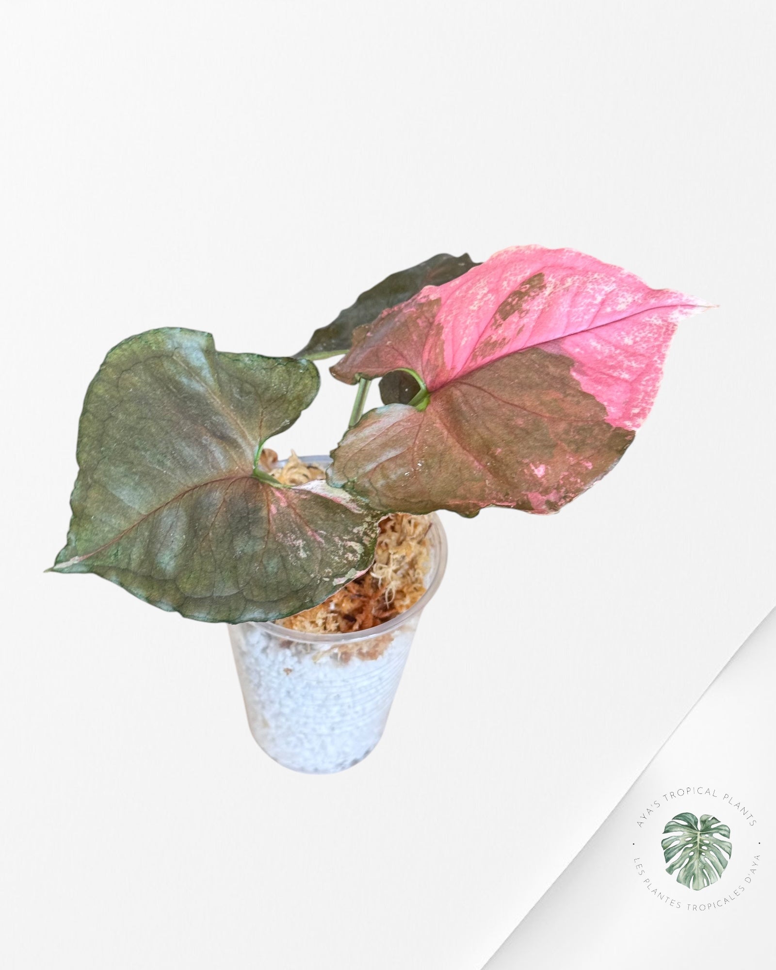 Syngonium Strawberry Ice Galaxy-DI2