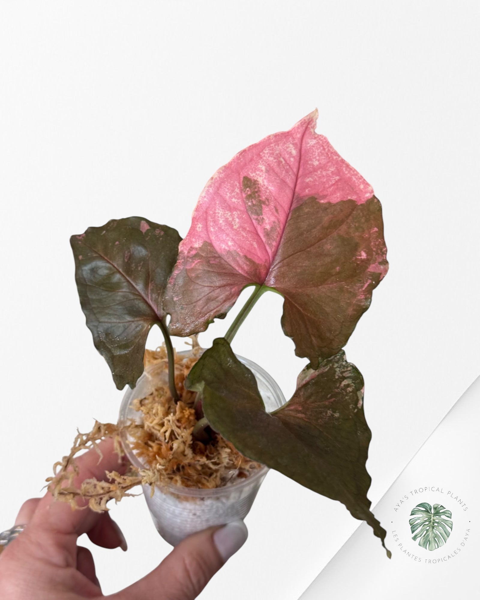 Syngonium Strawberry Ice Galaxy-DI2