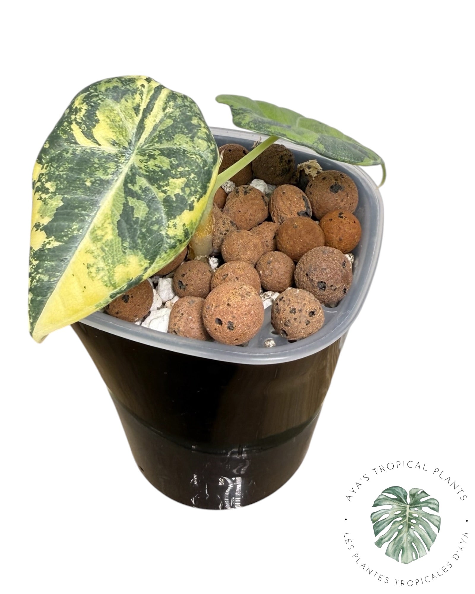 Alocasia Maharani Golden Lime