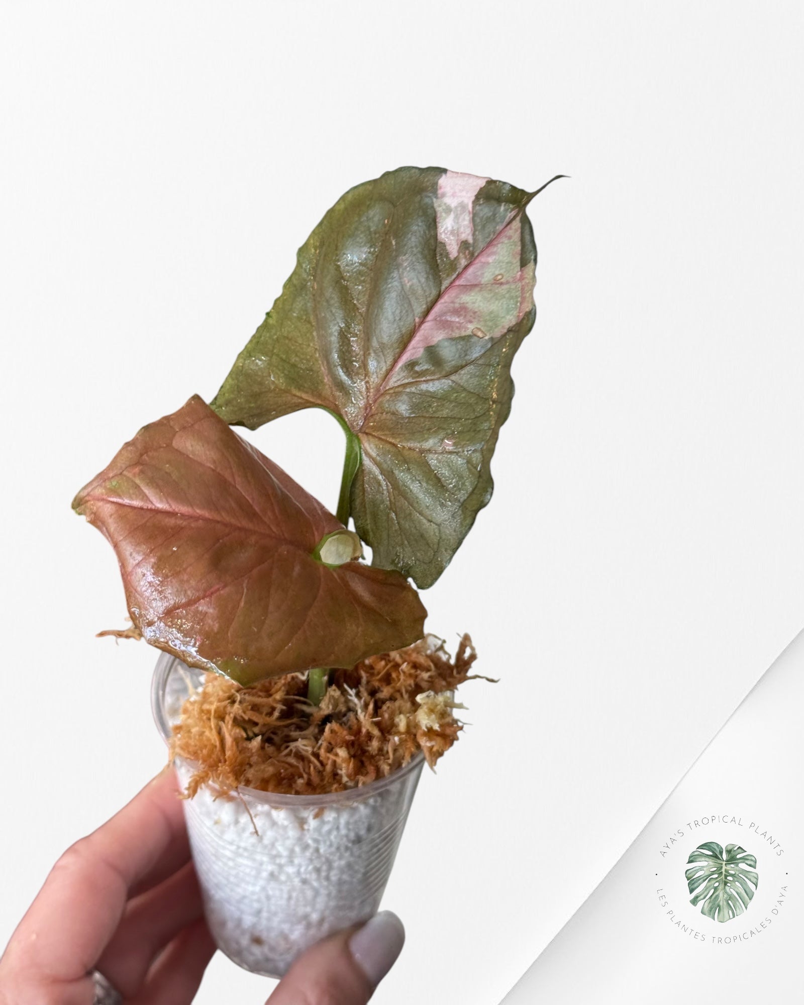 Syngonium Strawberry Ice Galaxy-DI3