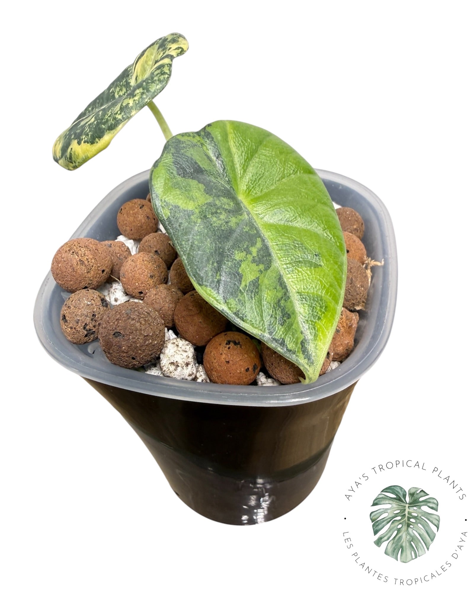 Alocasia Maharani Golden Lime