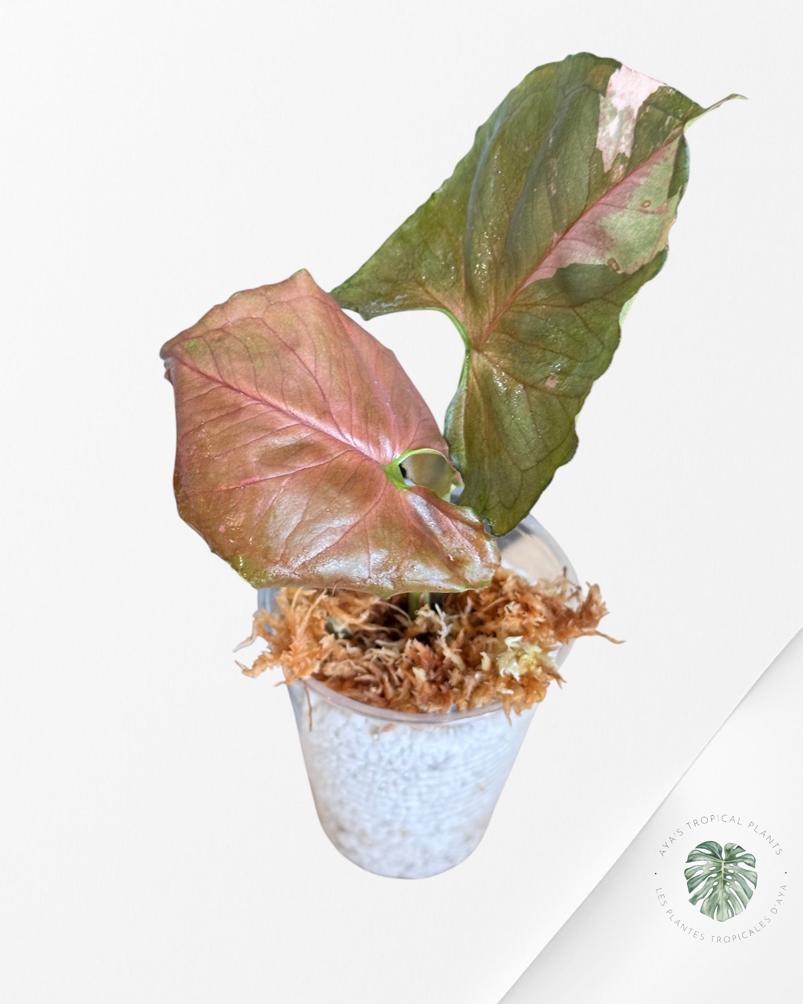 Syngonium Strawberry Ice Galaxy-DI3