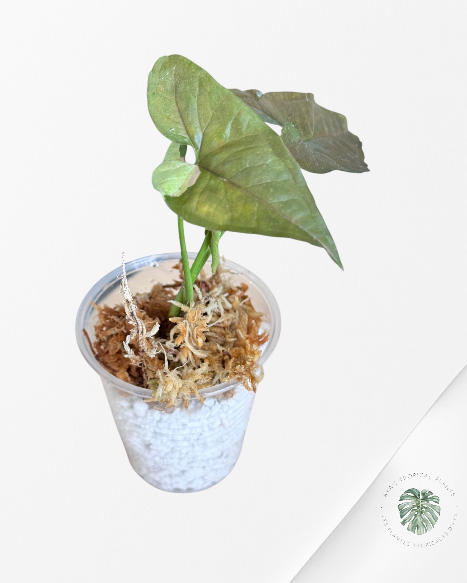 Syngonium Chocolate Confetti-DI1