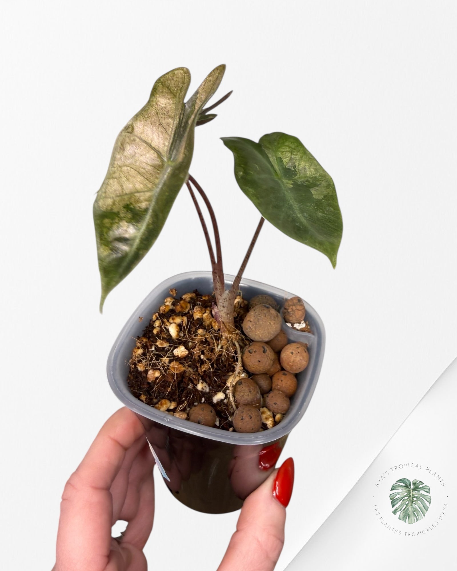 Alocasia Pseudo-Sanderiana Pink Variegated