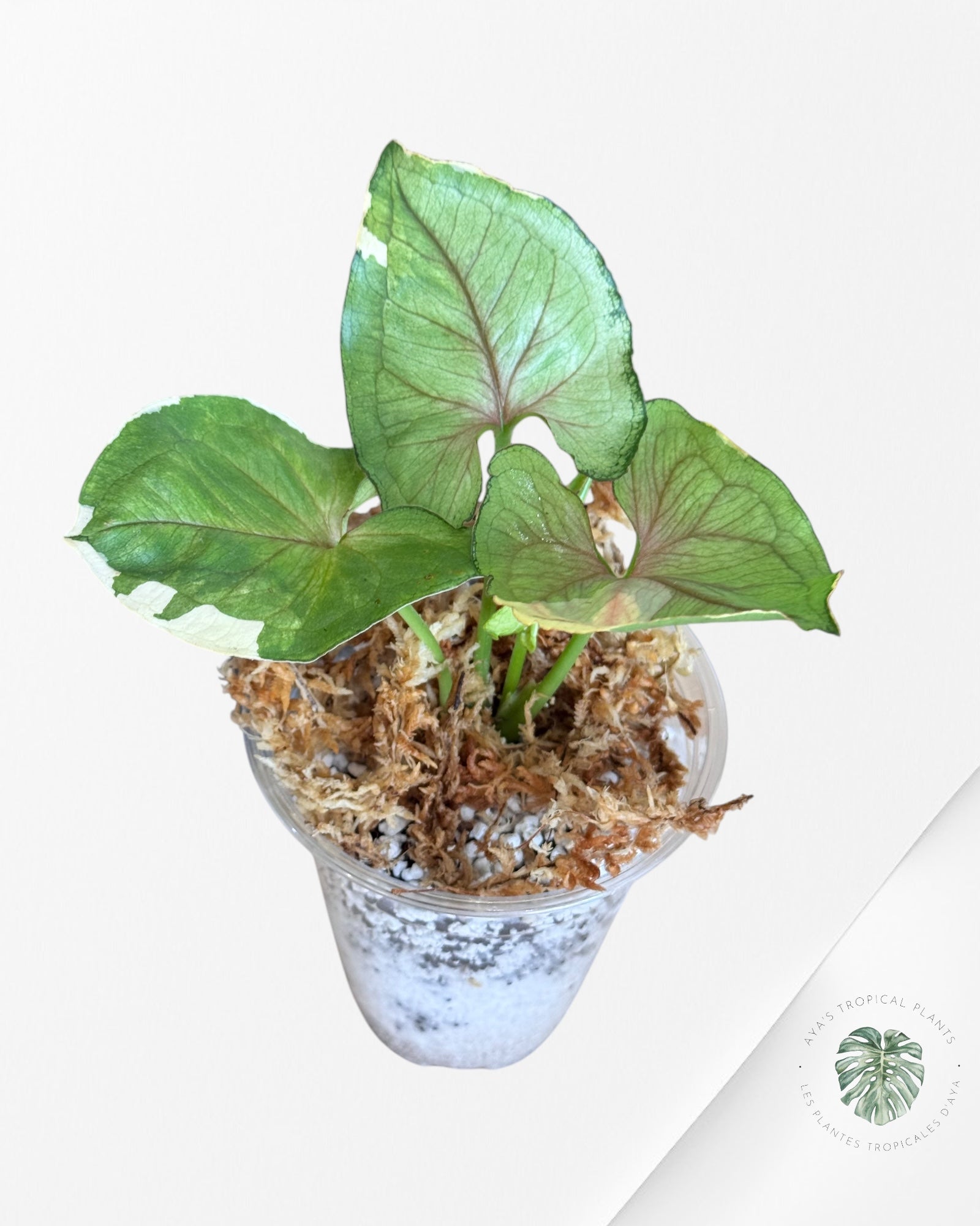 Syngonium Orm Thong-DI1