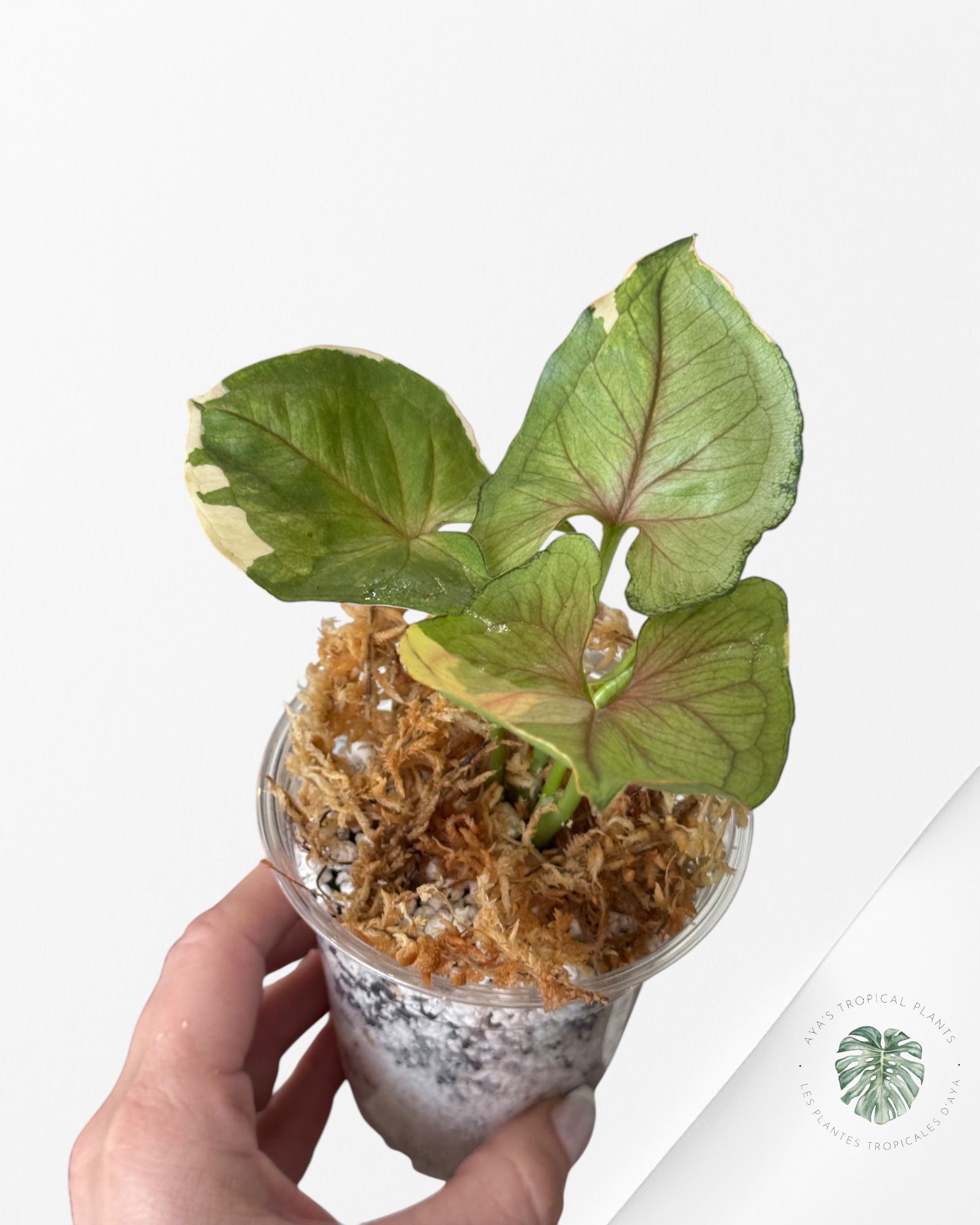 Syngonium Orm Thong-DI1