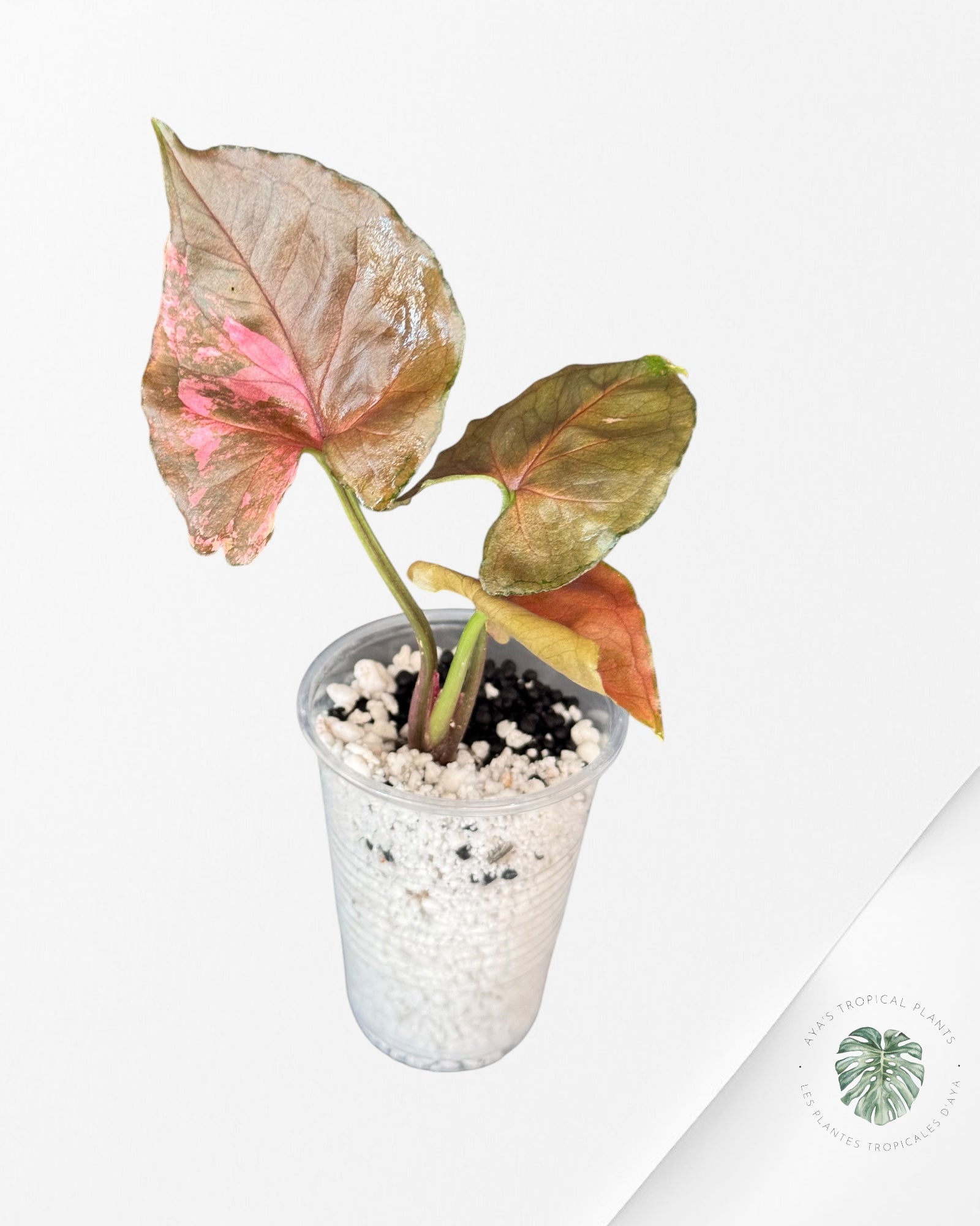 Syngonium Strawberry Ice Galaxy-DI1