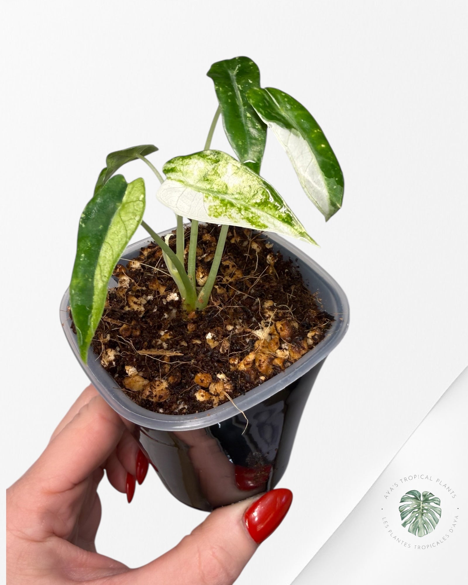 Alocasia Bambino  Albo & Aurea Variegated