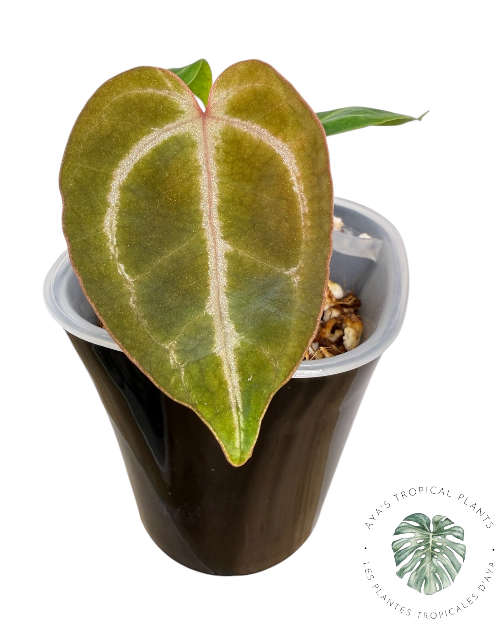 Anthurium Red Crystallinum x Dorayaki