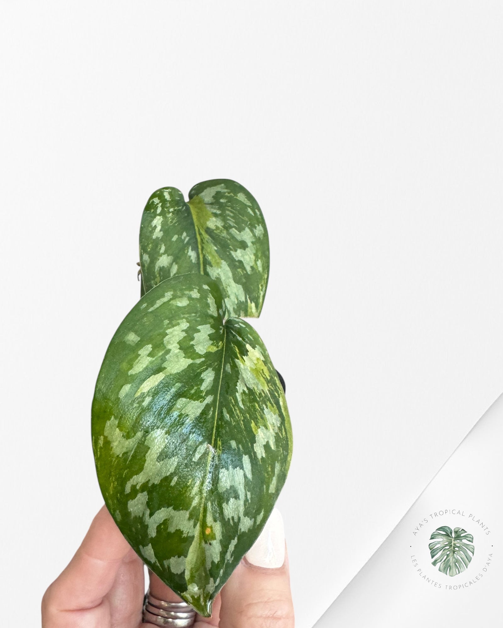 Scindapsus Matcha - 04