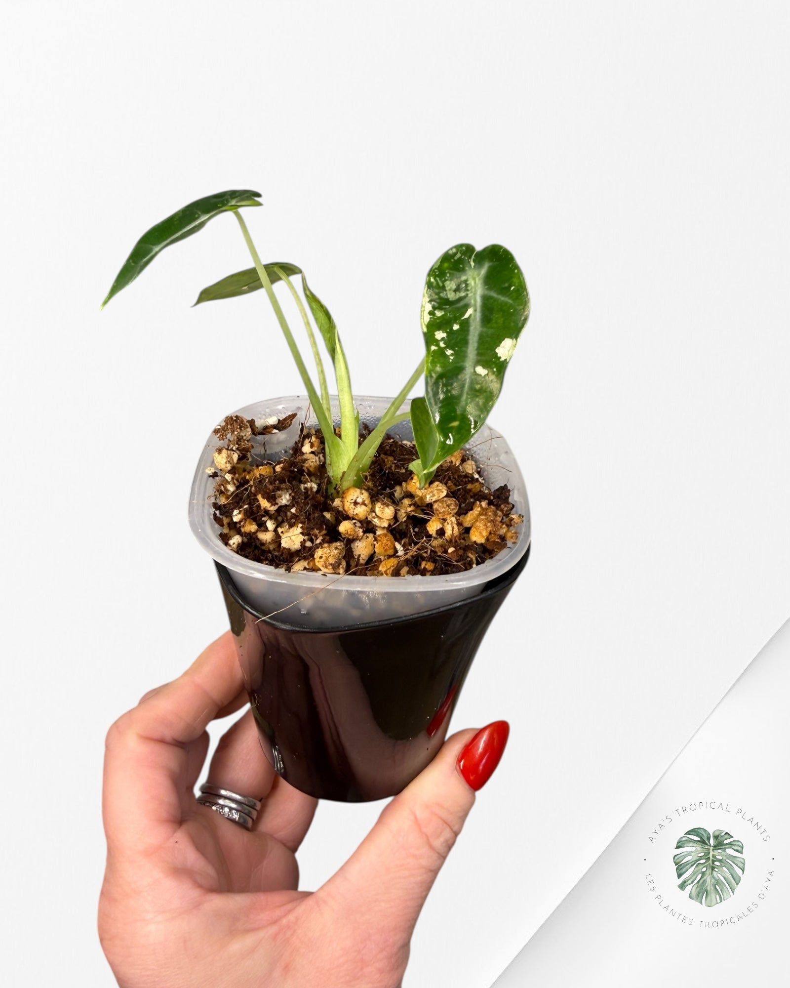 Alocasia Bambino  Albo & Aurea Variegated