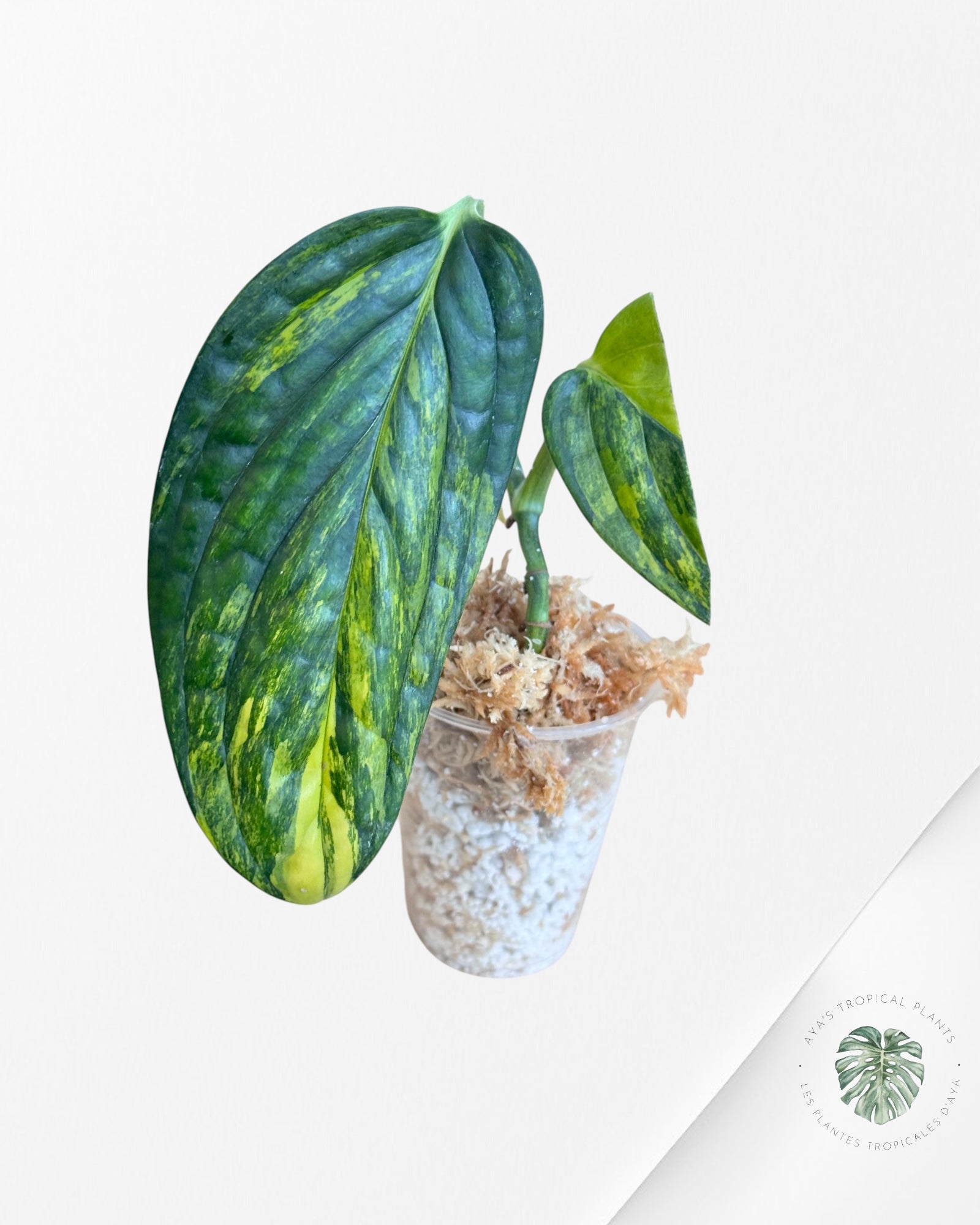 Monstera Peru Variegated-LU2
