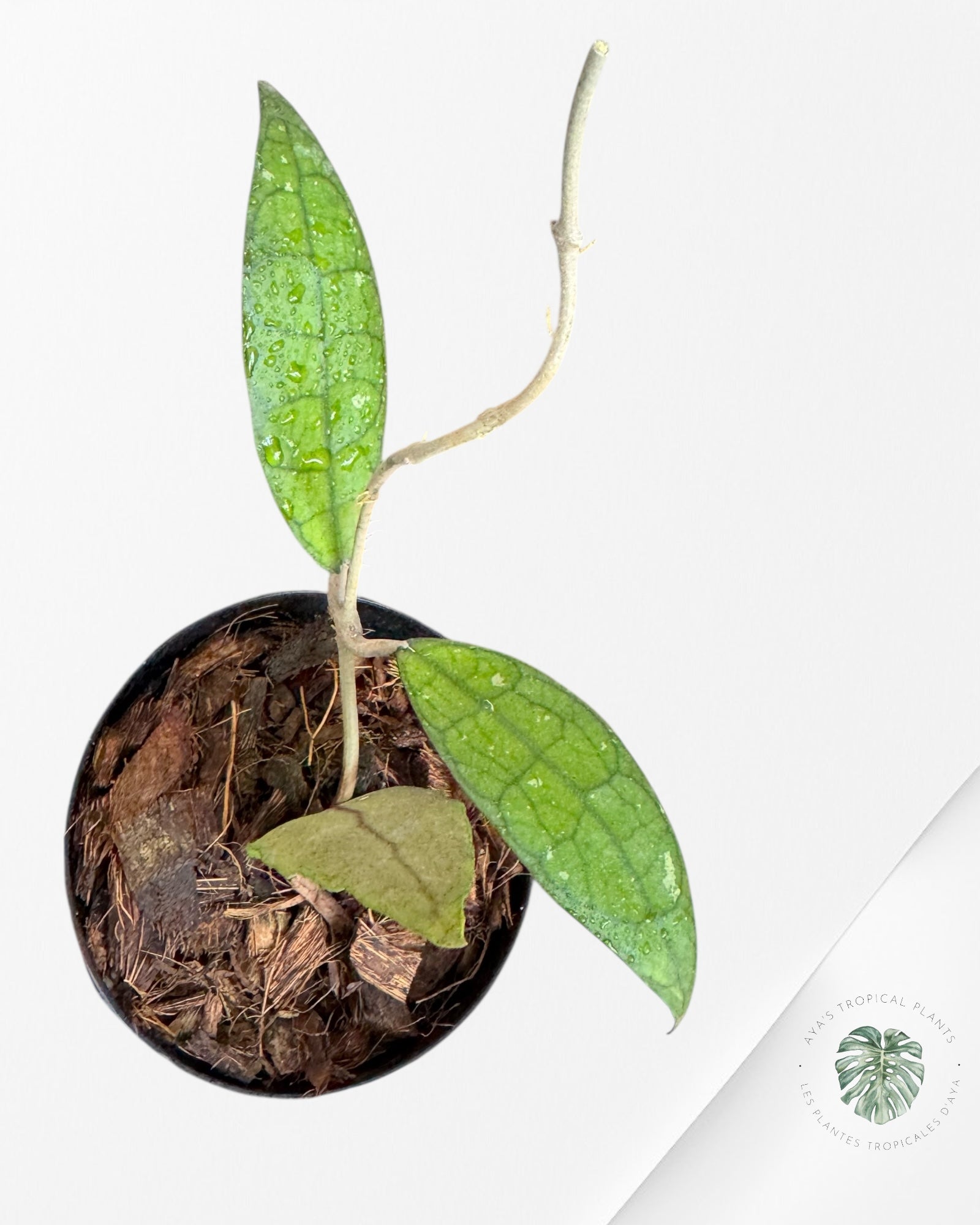 Hoya Clemensiorum - F3