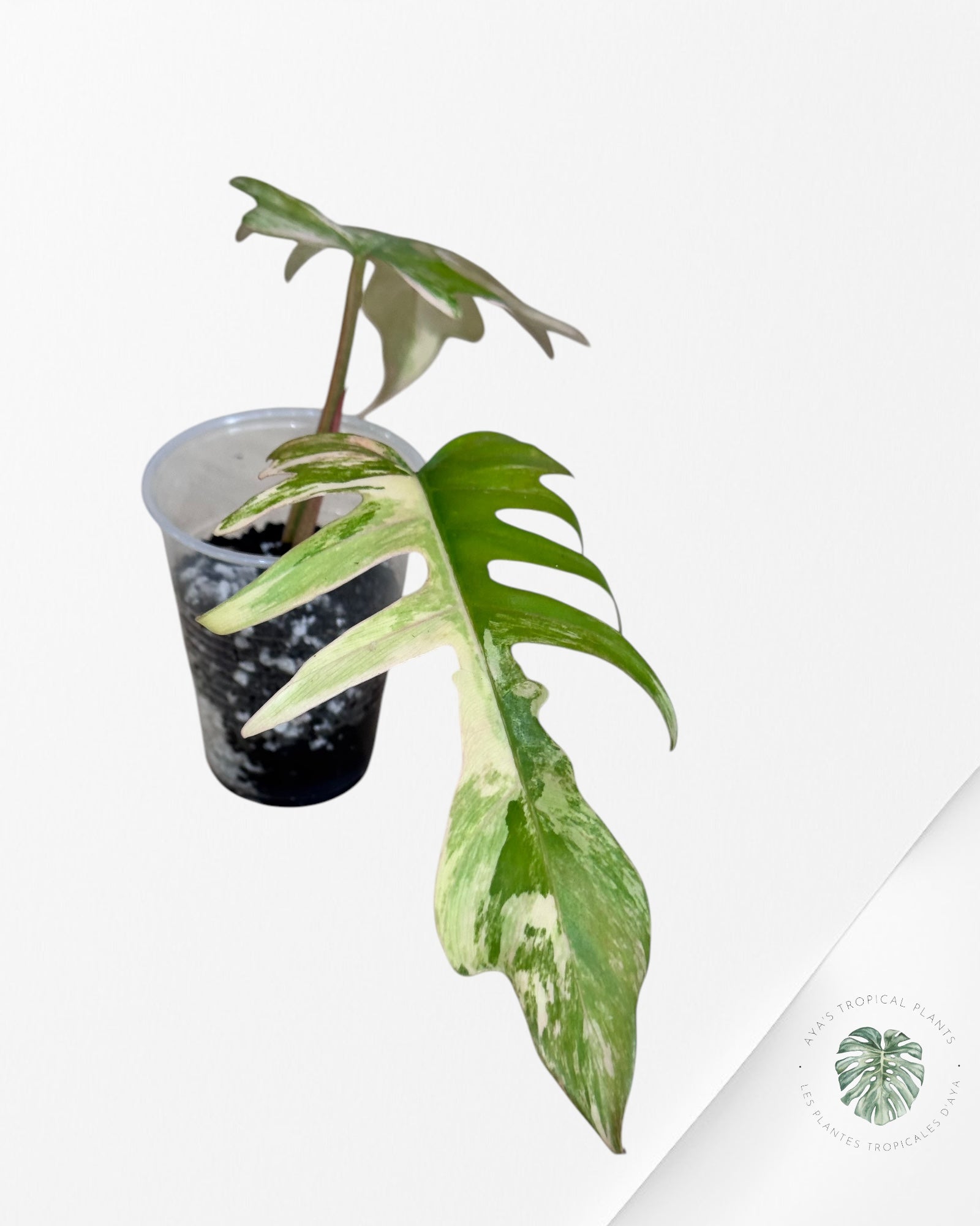 Philodendron Florida Beauty X tortum - LU1