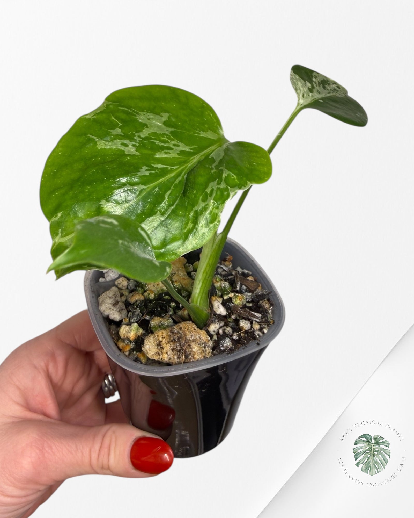 Monstera Deliciosa Bulbasaur