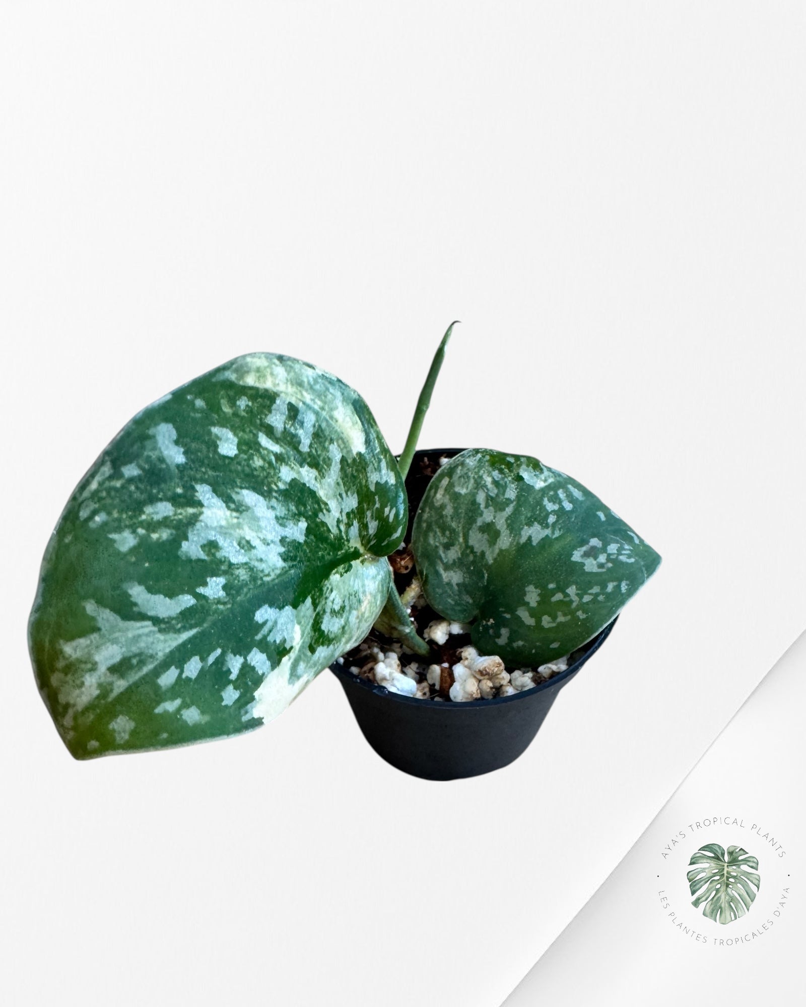 Scindapsus Senopati-F
