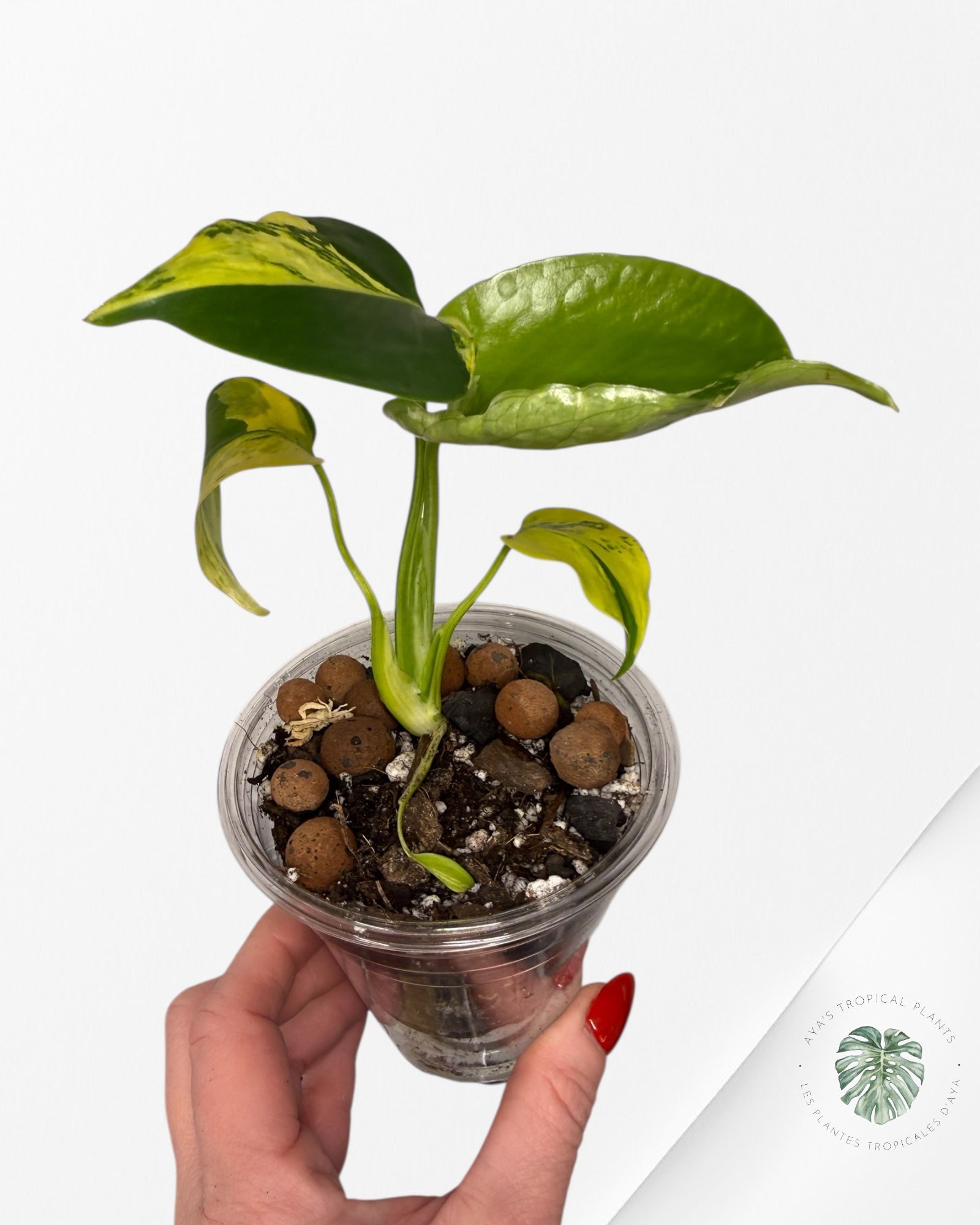 Monstera Deliciosa Electrolyte