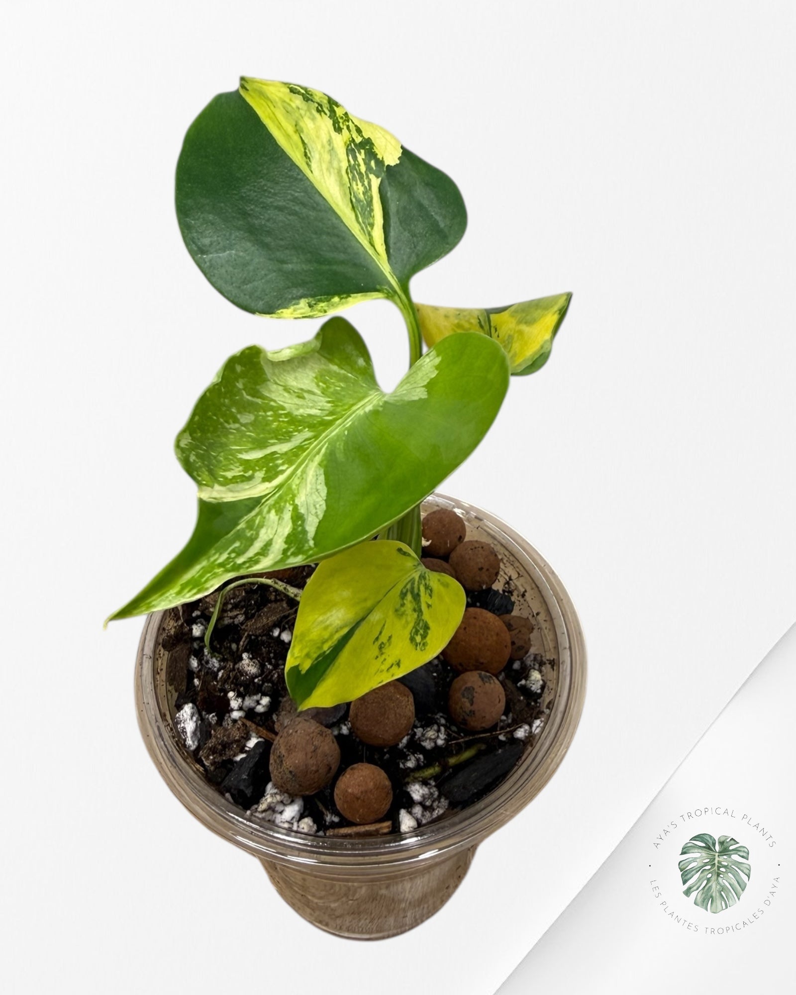 Monstera Deliciosa Electrolyte