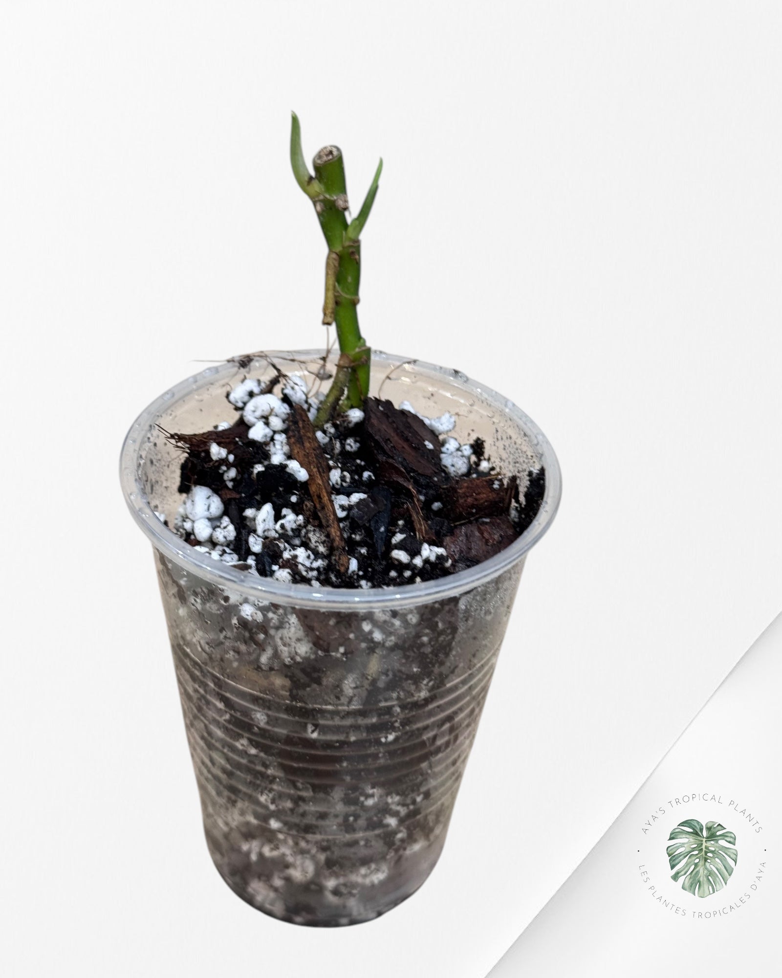 Monstera Acuminata Albo - LU1