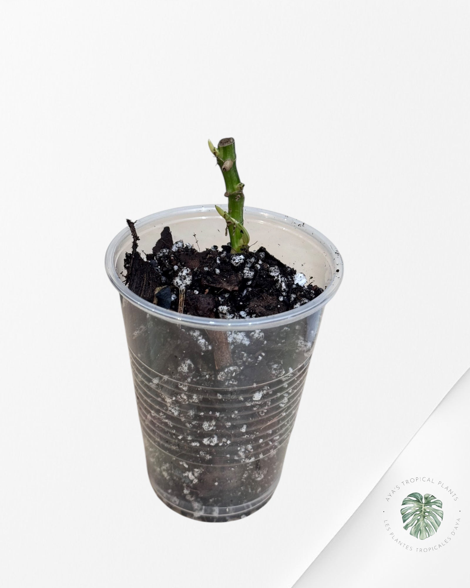 Monstera Acuminata Albo - LU2