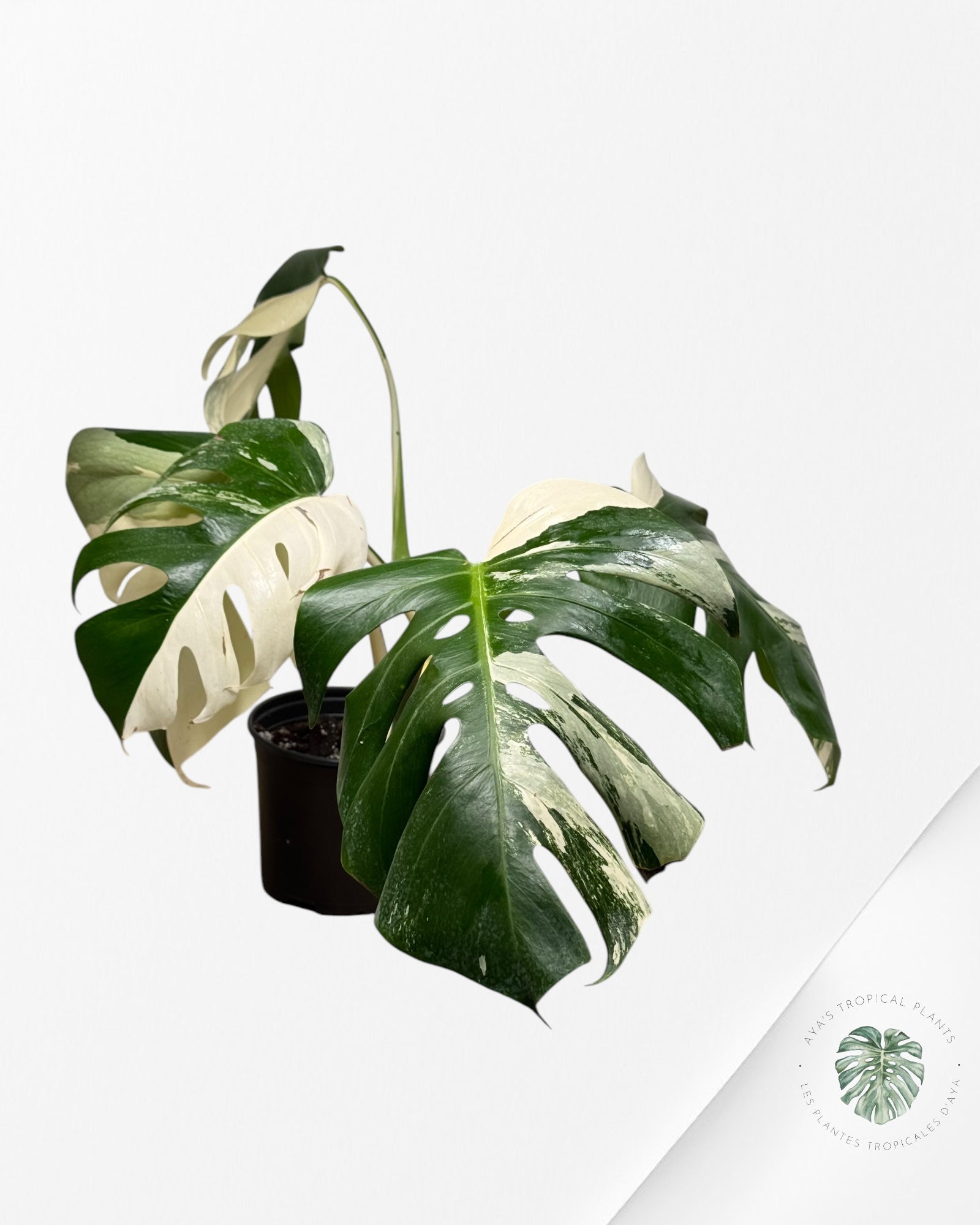 Monstera Borsigiana Albo - LU1