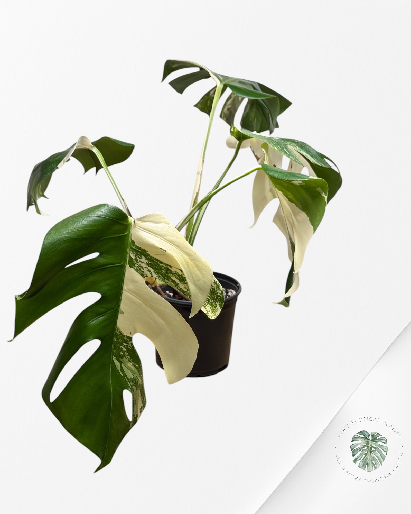 Monstera Borsigiana Albo - LU1
