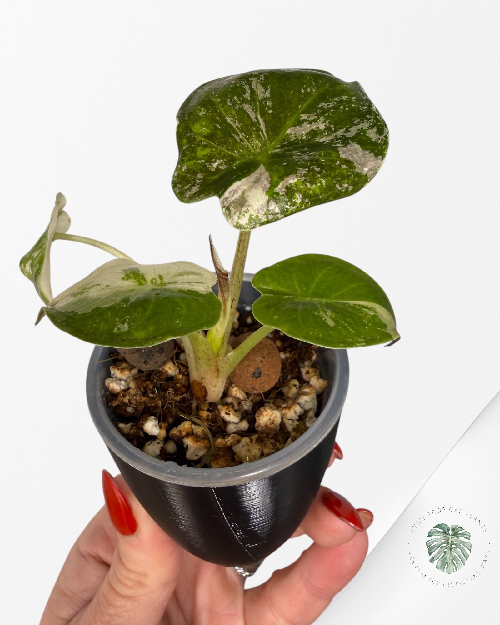 Alocasia Wentii Albo rose panaché | Plante rare cultivée en culture tropicale | Plantes tropicales d'Aya