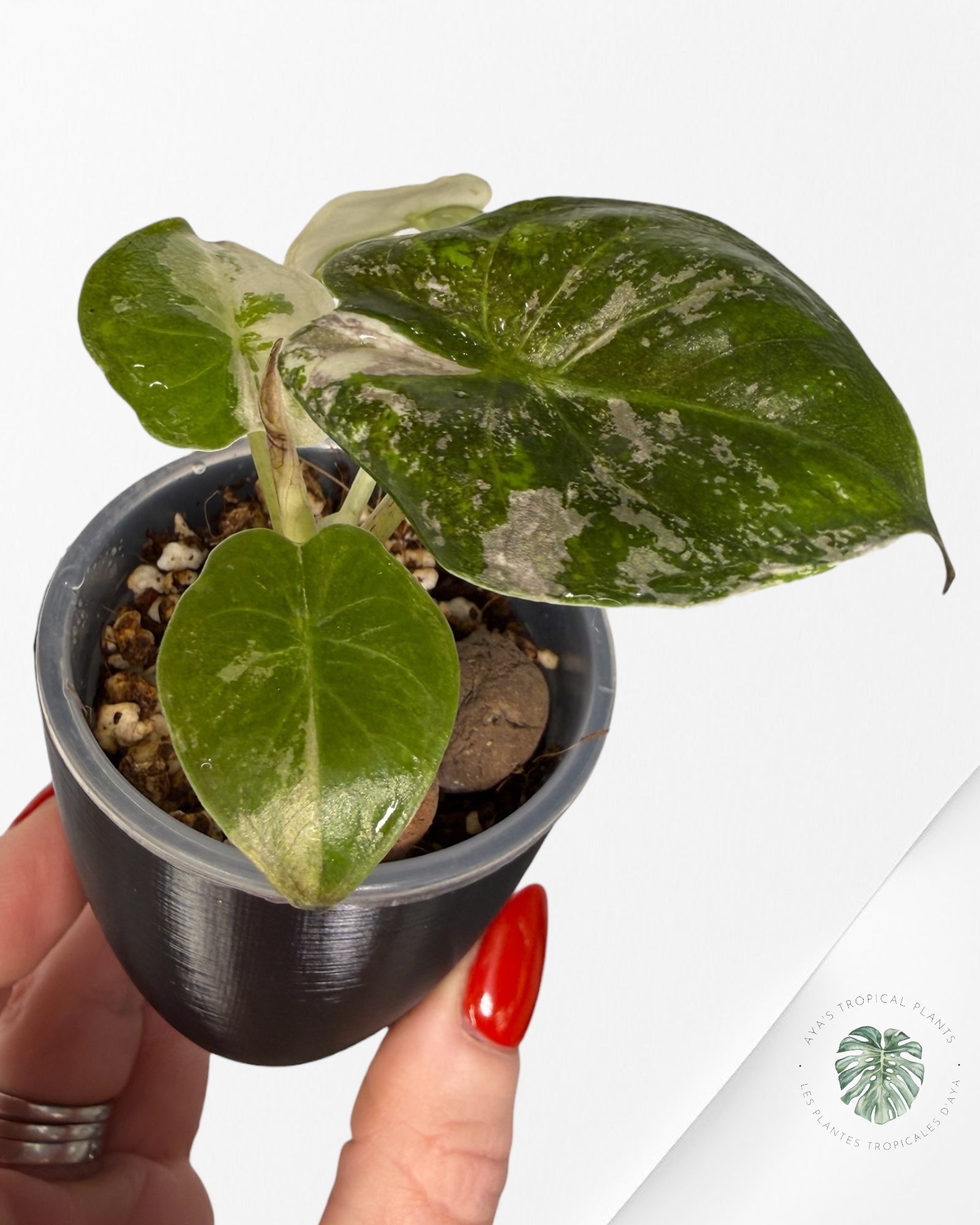 Alocasia Wentii Albo rose panaché | Plante rare cultivée en culture tropicale | Plantes tropicales d'Aya