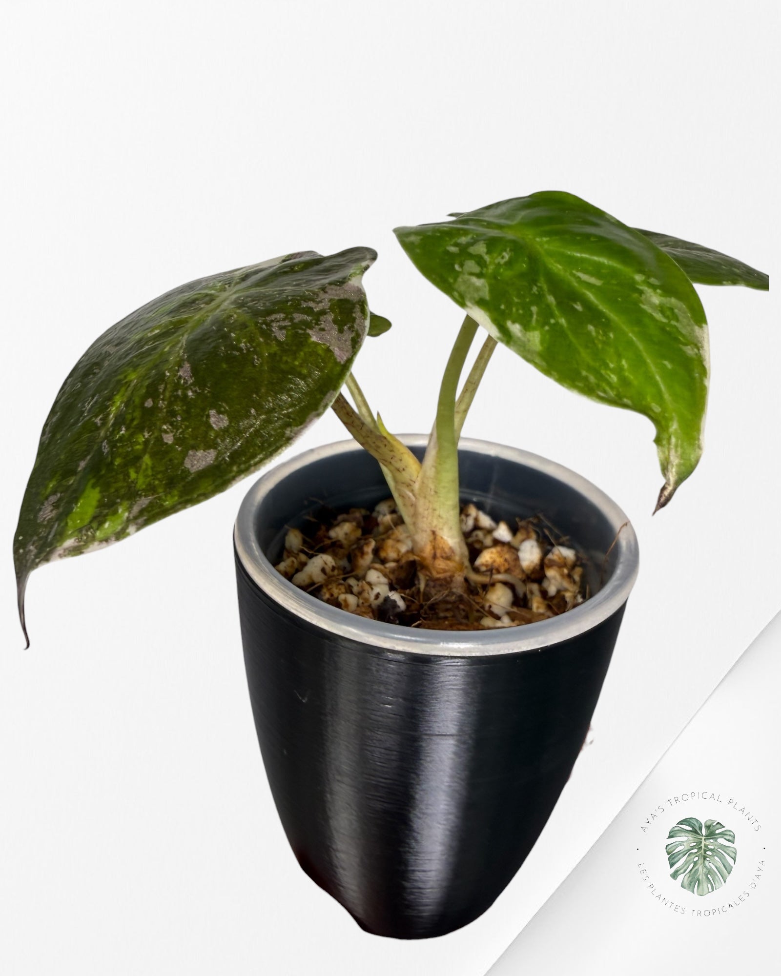 Alocasia Wentii Albo rose panaché | Plante rare cultivée en culture tropicale | Plantes tropicales d'Aya