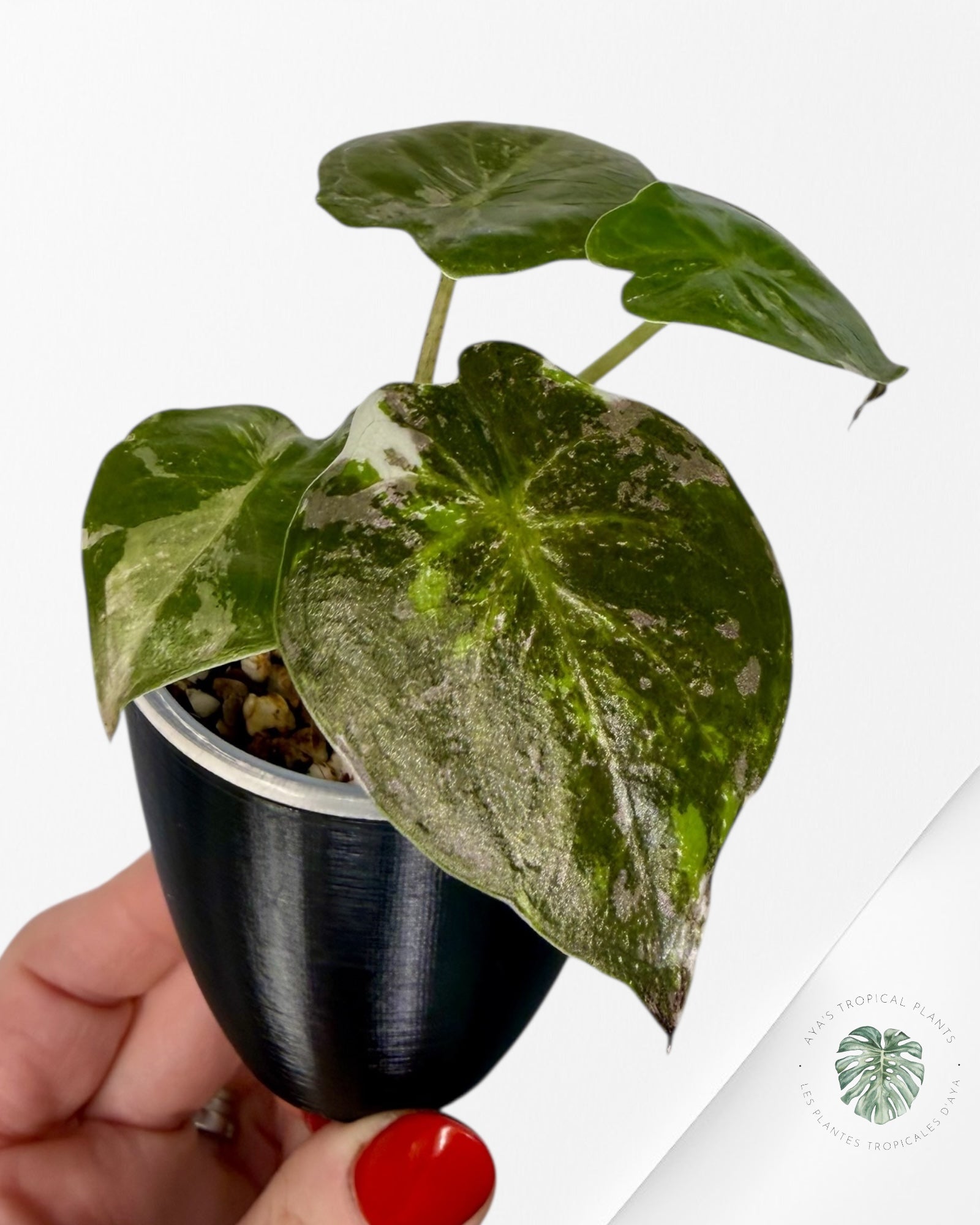 Alocasia Wentii Albo rose panaché | Plante rare cultivée en culture tropicale | Plantes tropicales d'Aya